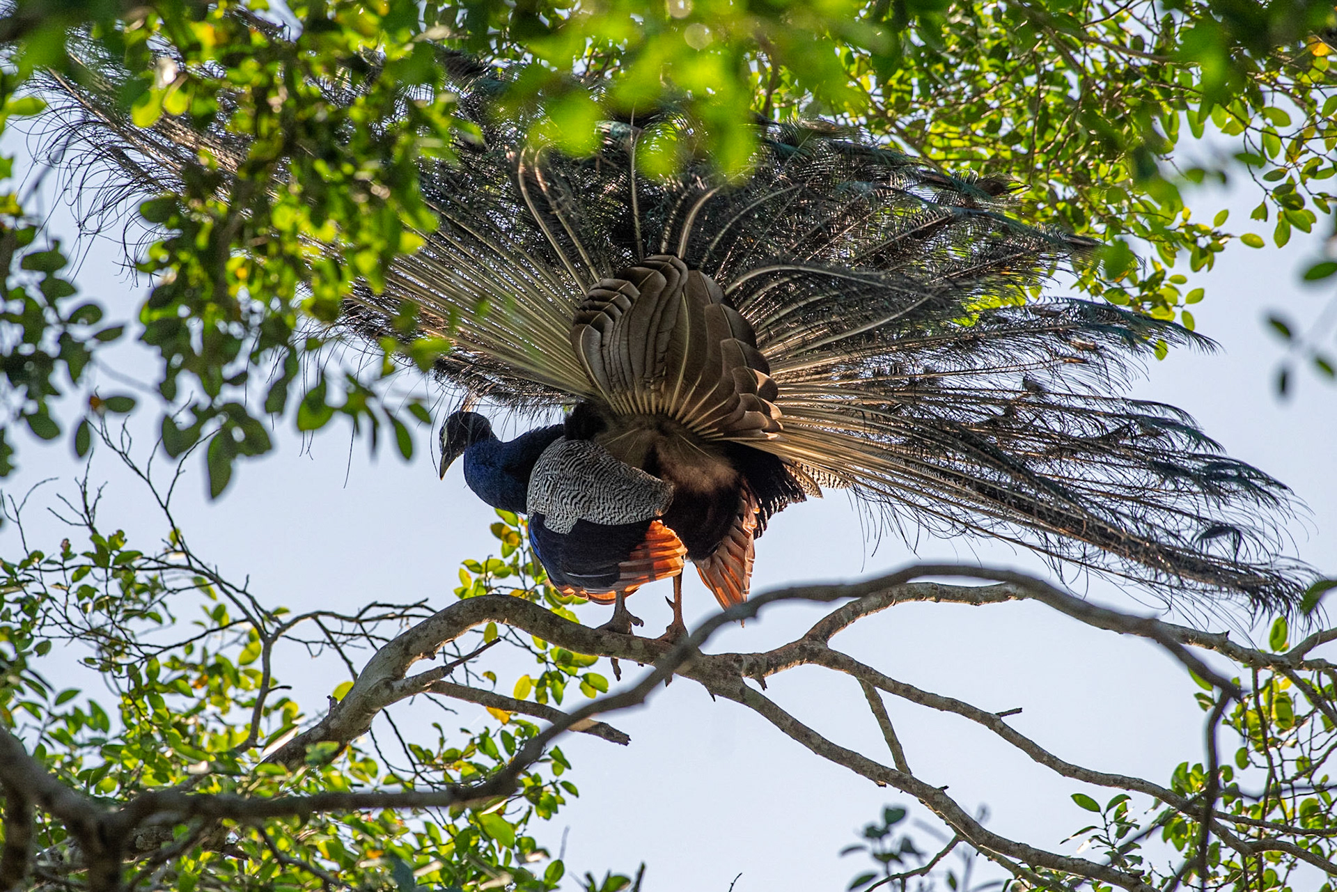 Peacock Minneriya National Park
