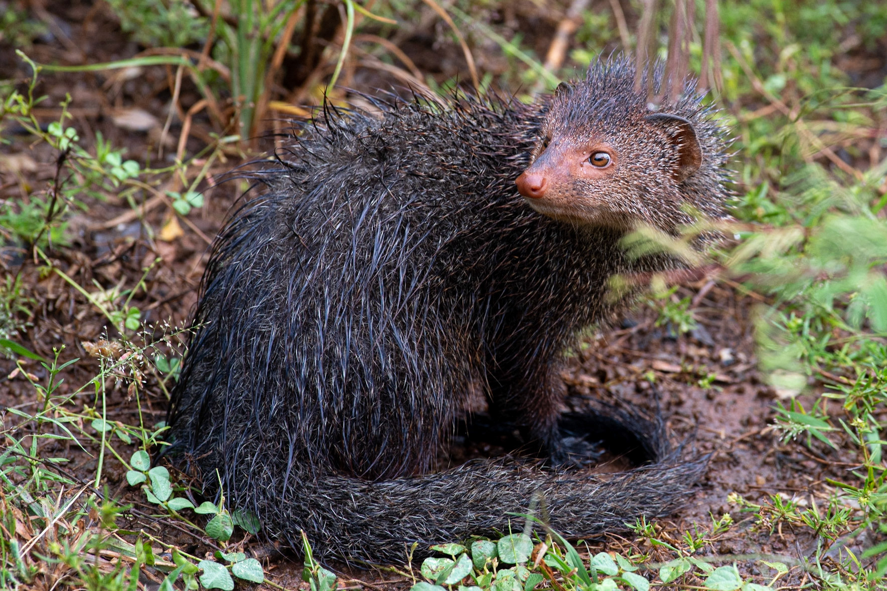 Ruddy Mongoose Yala NP