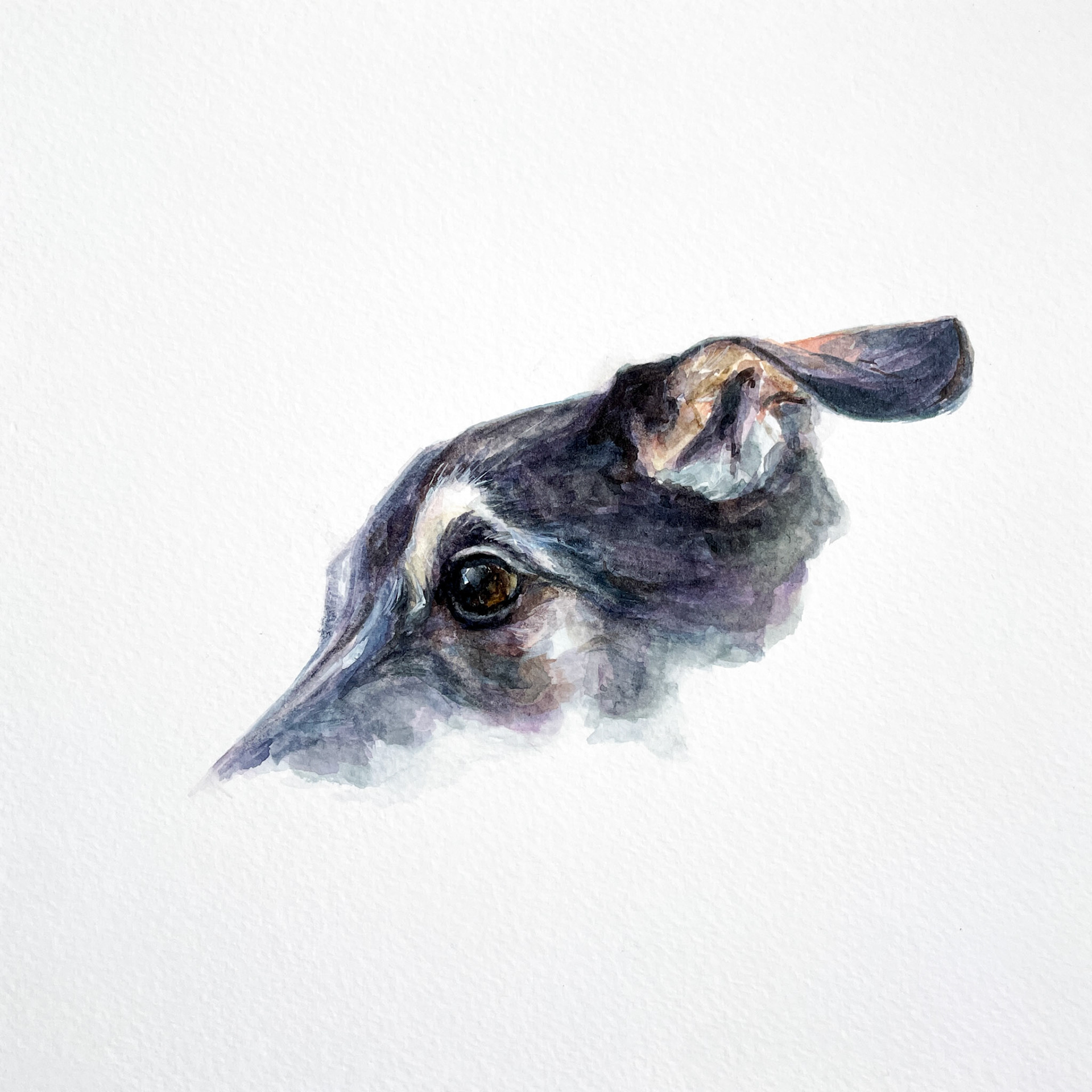 Muse 105 (Series 2) aka Ollie