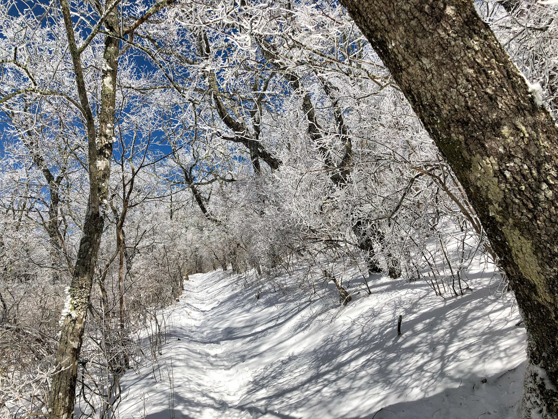 Snow in North Carolina