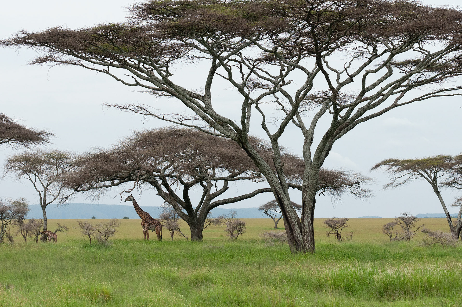 Giraffe and Acacia Trees - Serengeti National Park, Tanzania