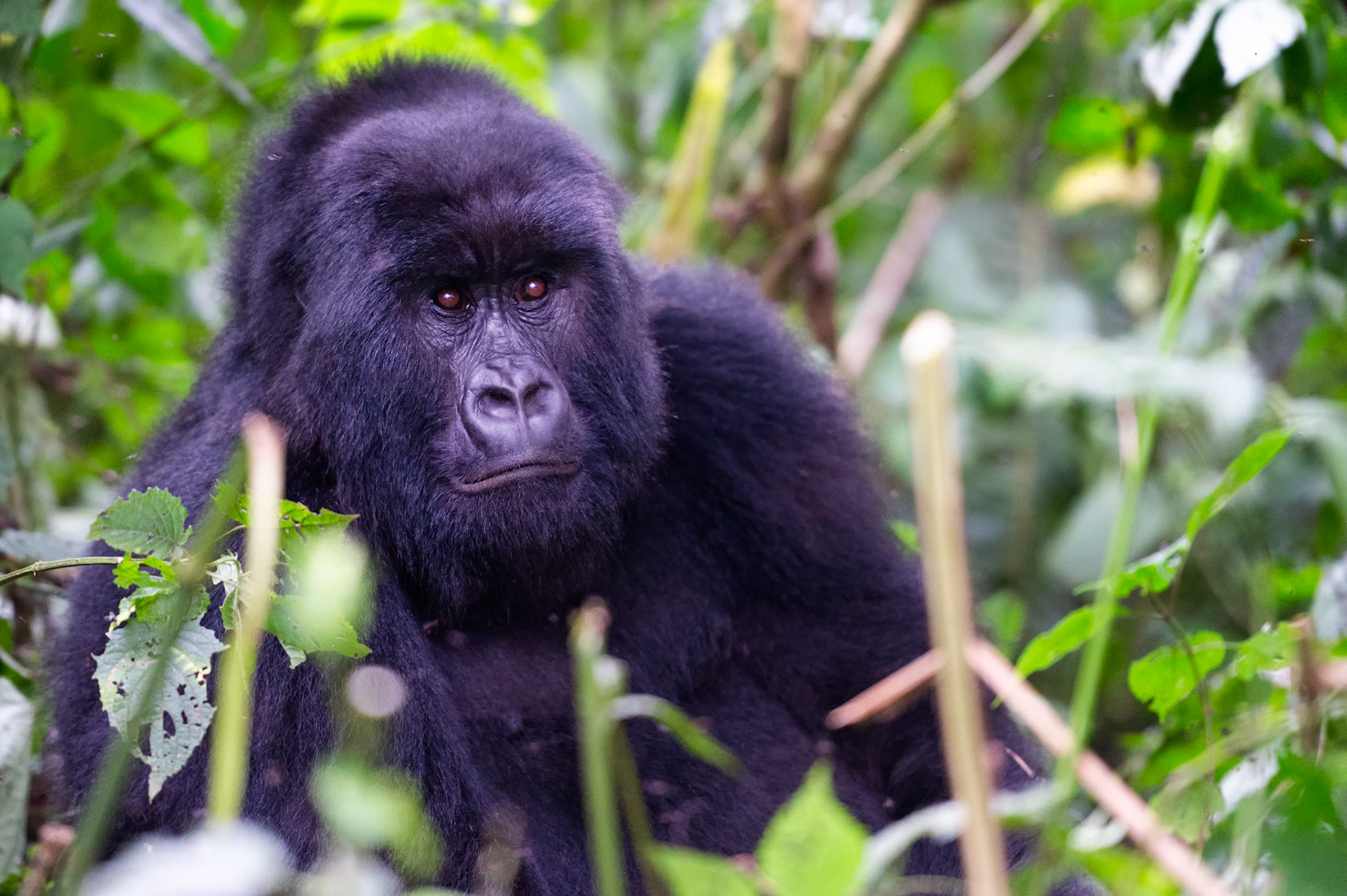 Mountain Gorilla 1 - Nord-Kivu, Democratic Republic of Congo