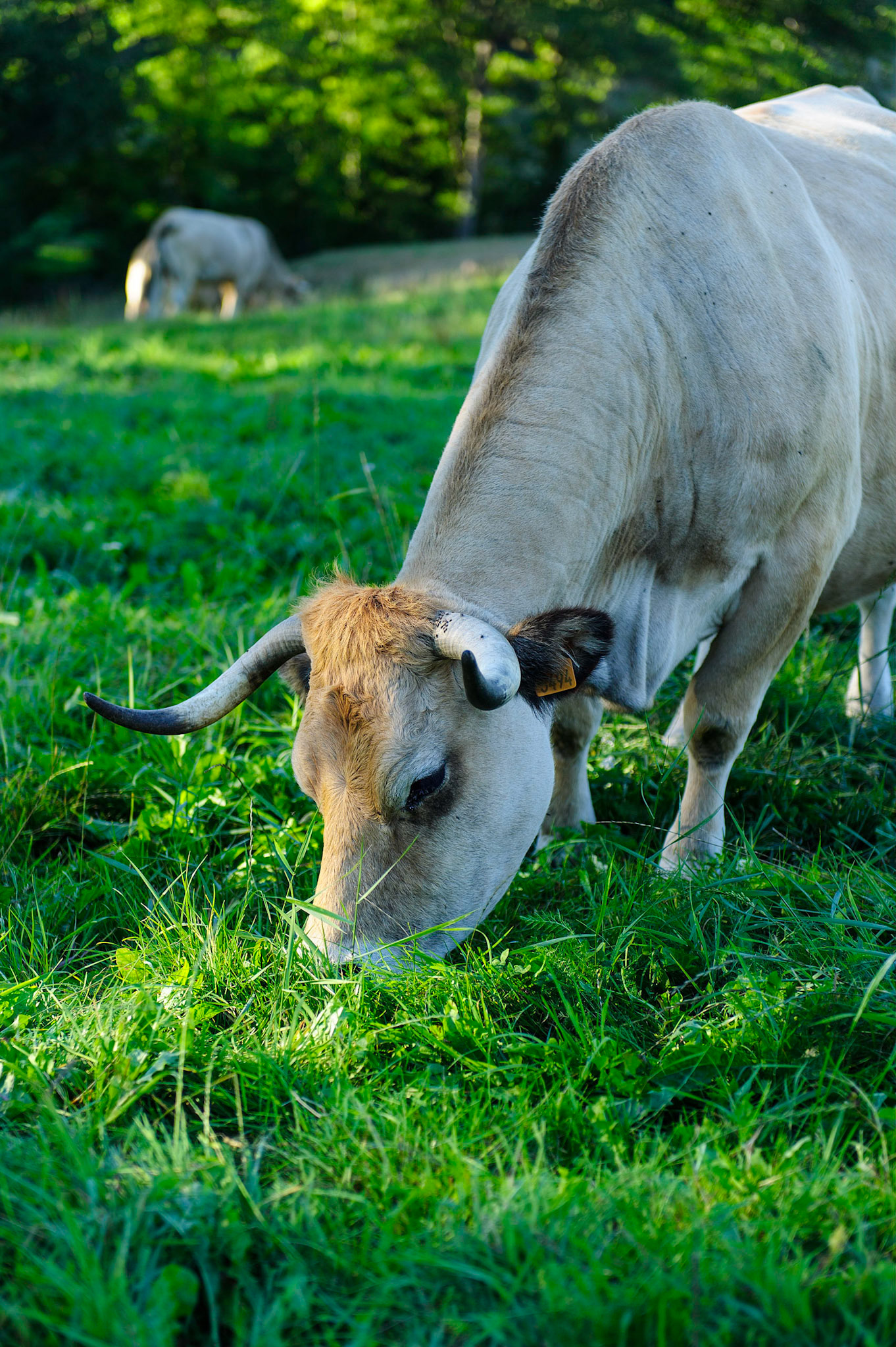 Aubrac - Aveyron, France