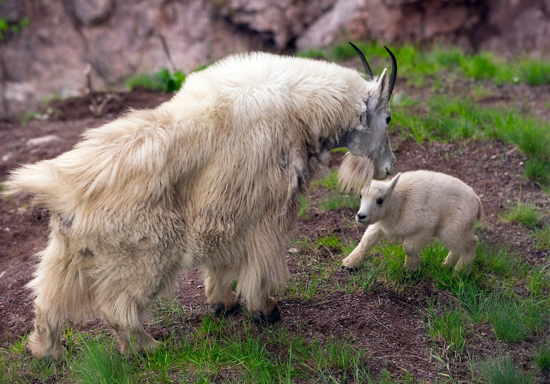 Mountain Goat and Kid - Glacier National Park, Montana