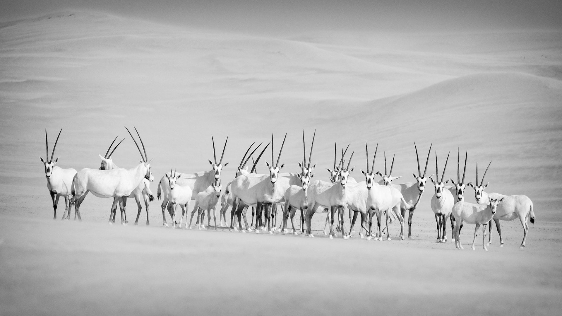 Arabian Oryx Herd - Al Faqa, Dubai, UAE