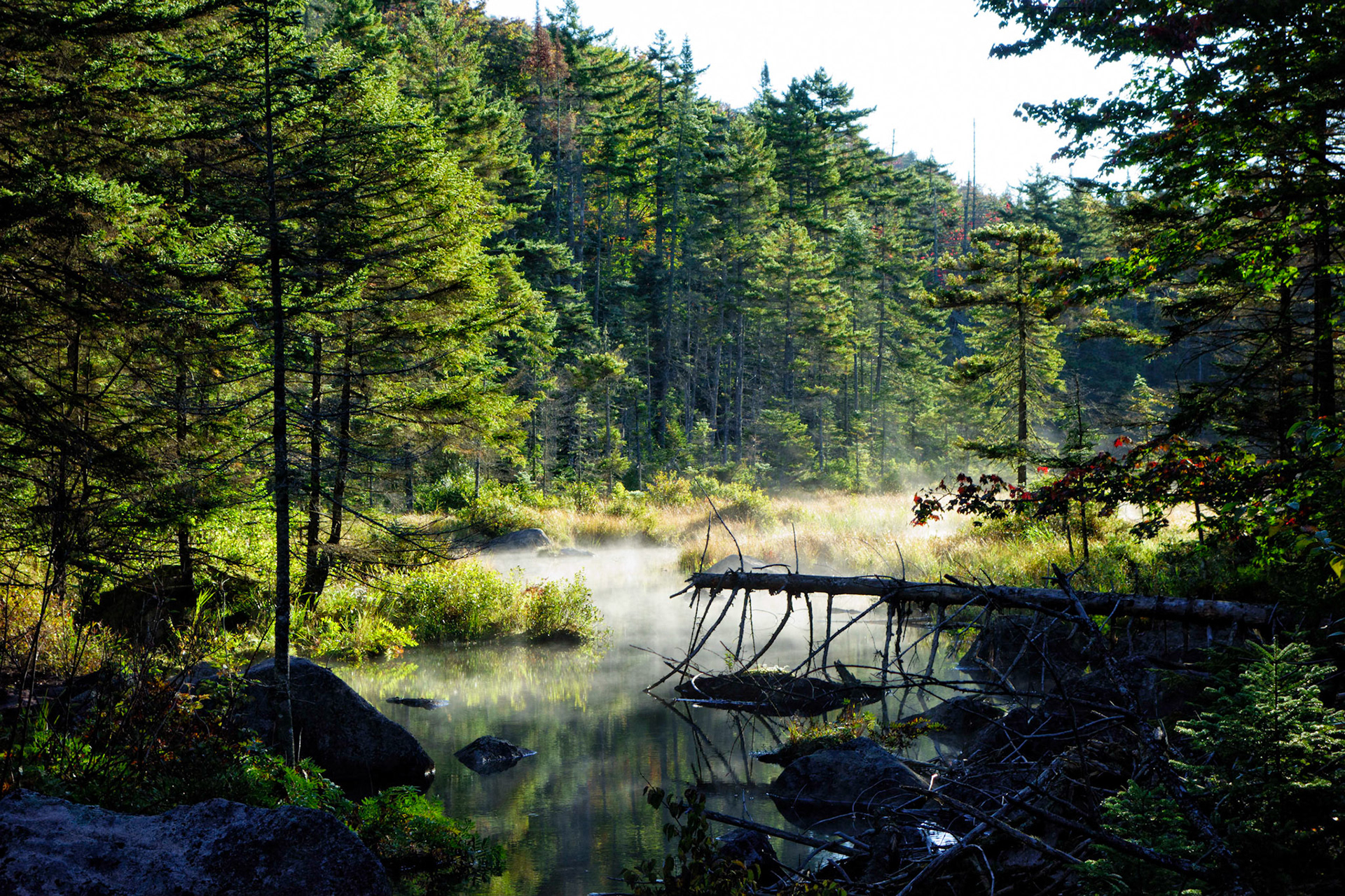 Early Morning on the Northville Placid Trail -New York