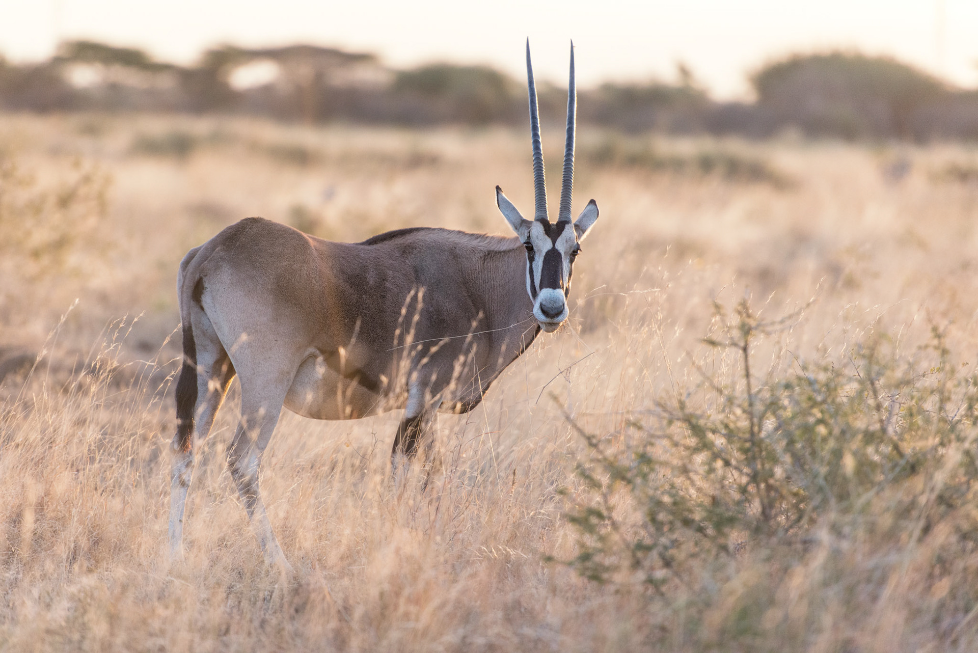 Oryx - Awash National Park, Ethiopia