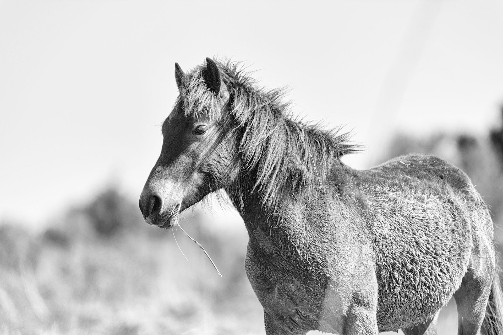 Rolling in Sand - Shackleford Island, North Carolina