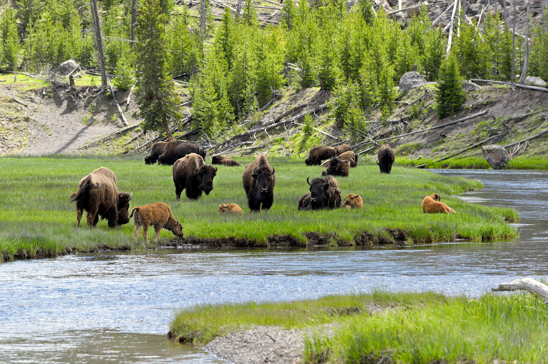 Madison River Buffalo - Yellowstone National Park, Wyoming