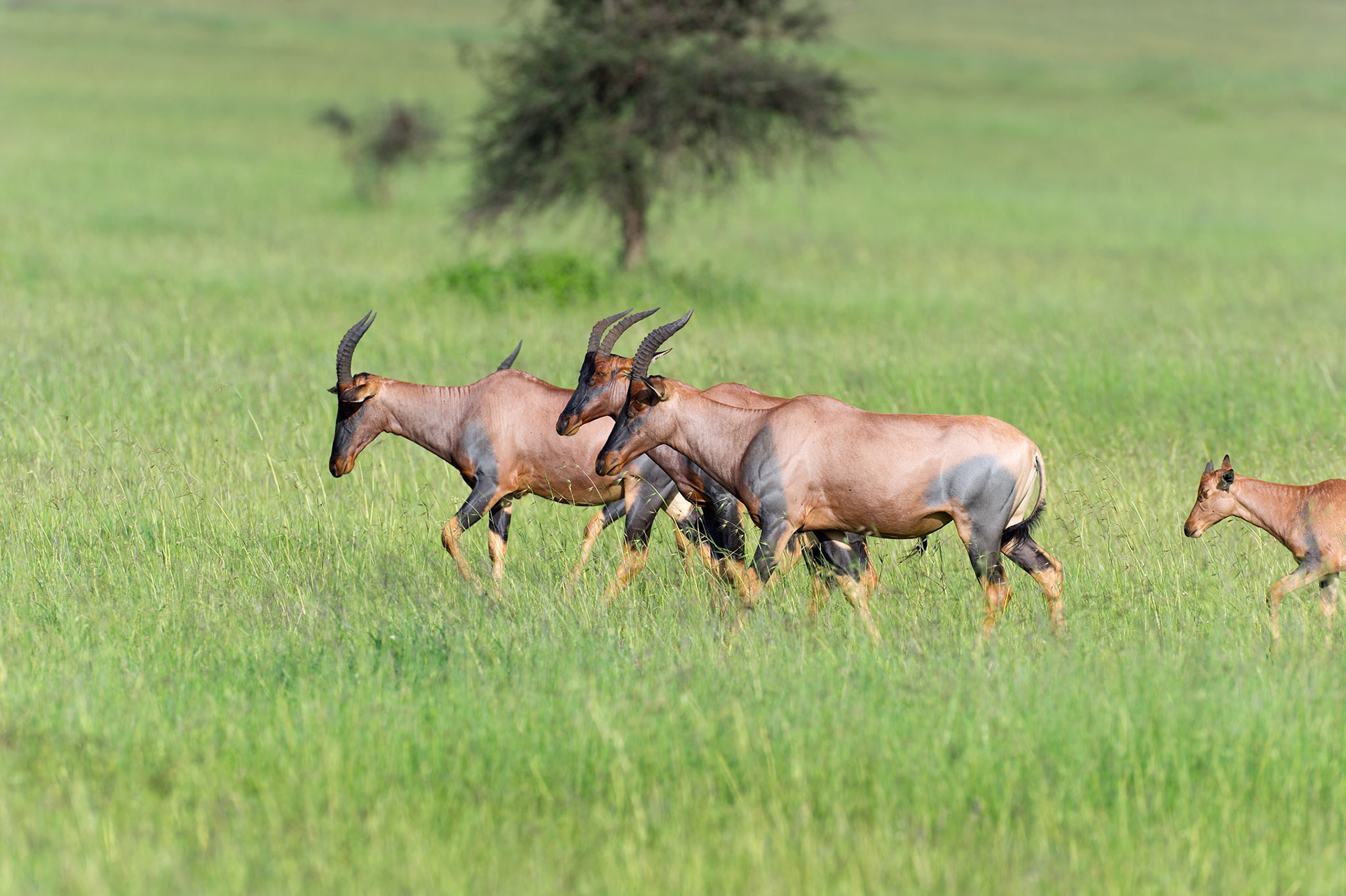 Hartebeest Herd - Serengeti National Park, Tanzania