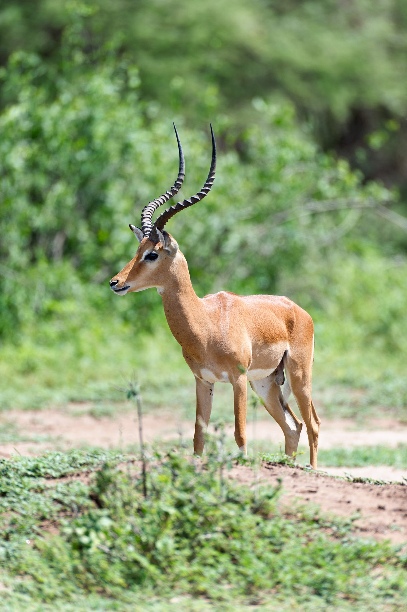Impala 1 - Lake Manyara National Park, Tanzania