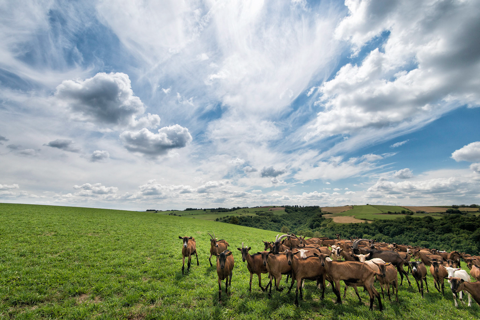 Colombies Goats - Aveyron, France