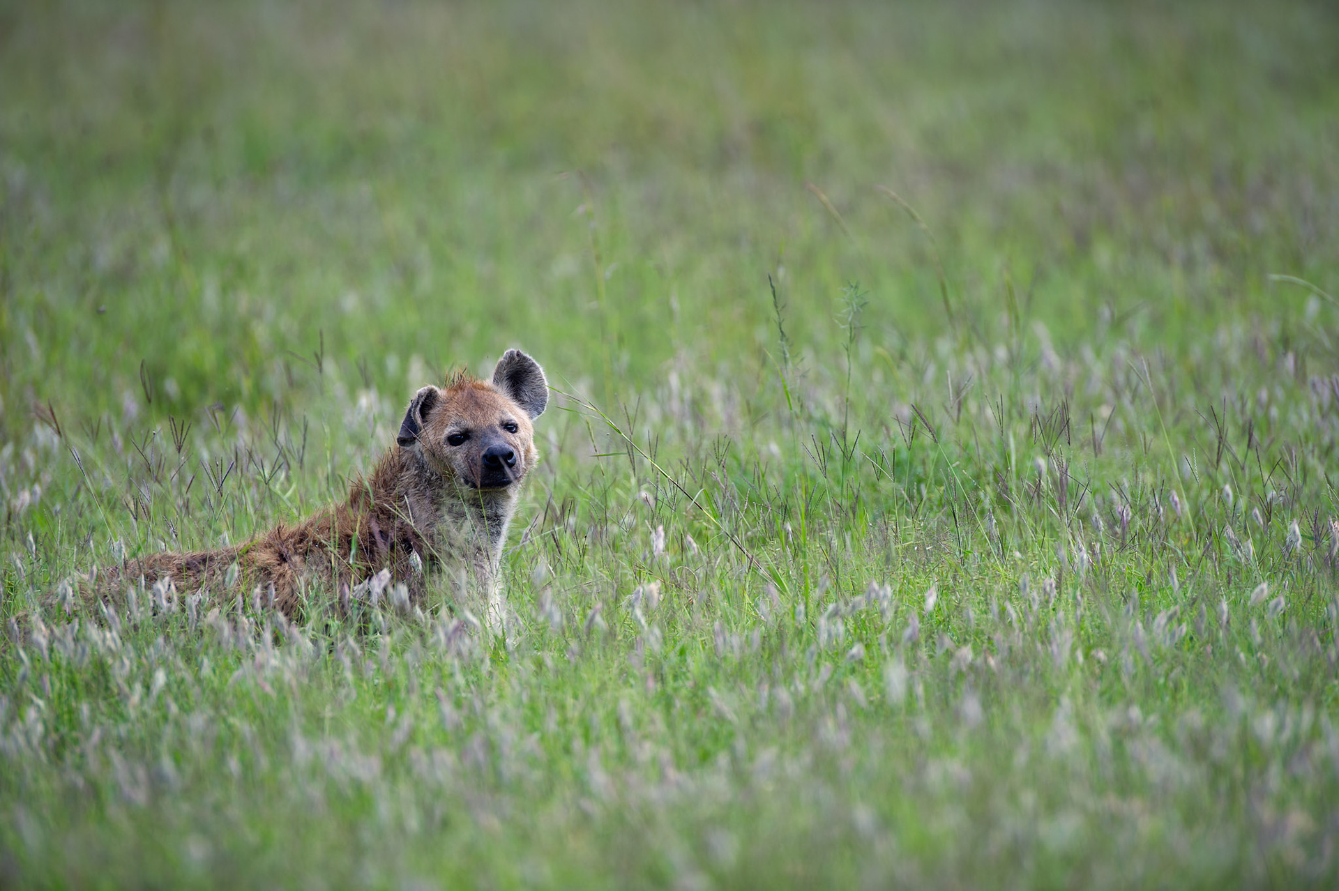 Curious Hyena - Serengeti National Park, Tanzania