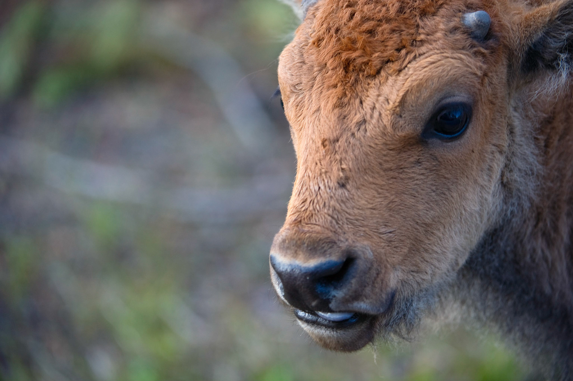 Norris Calf - Yellowstone National Park, Wyoming