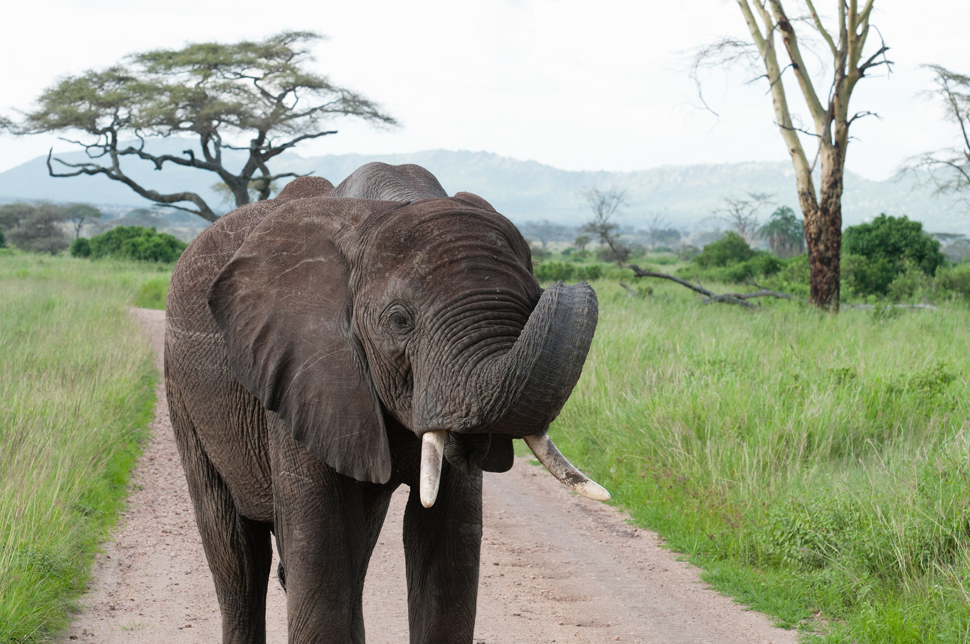 Elephant in the Road - Serengeti National Park, Tanzania