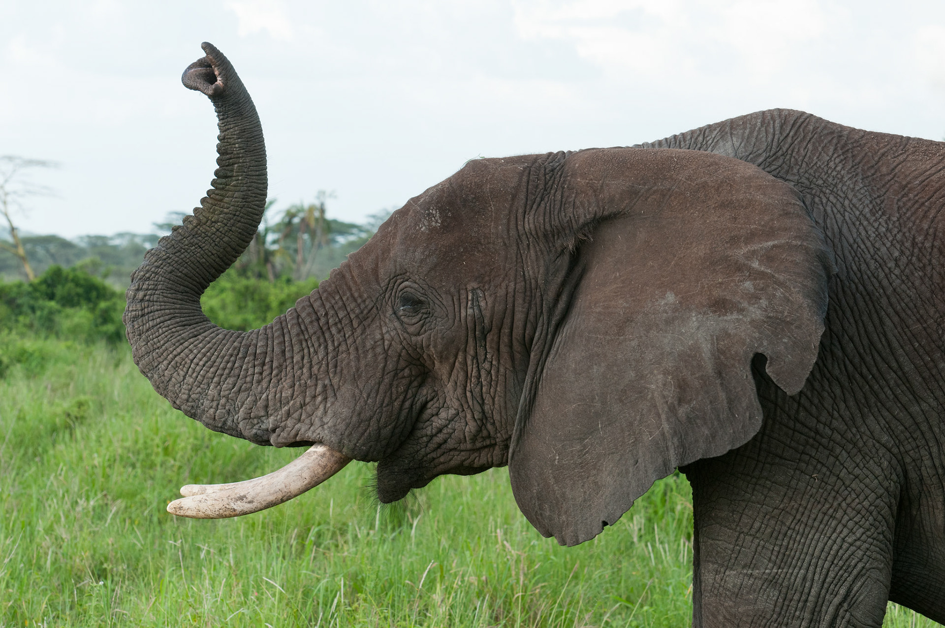Trumpeting - Serengeti National Park, Tanzania