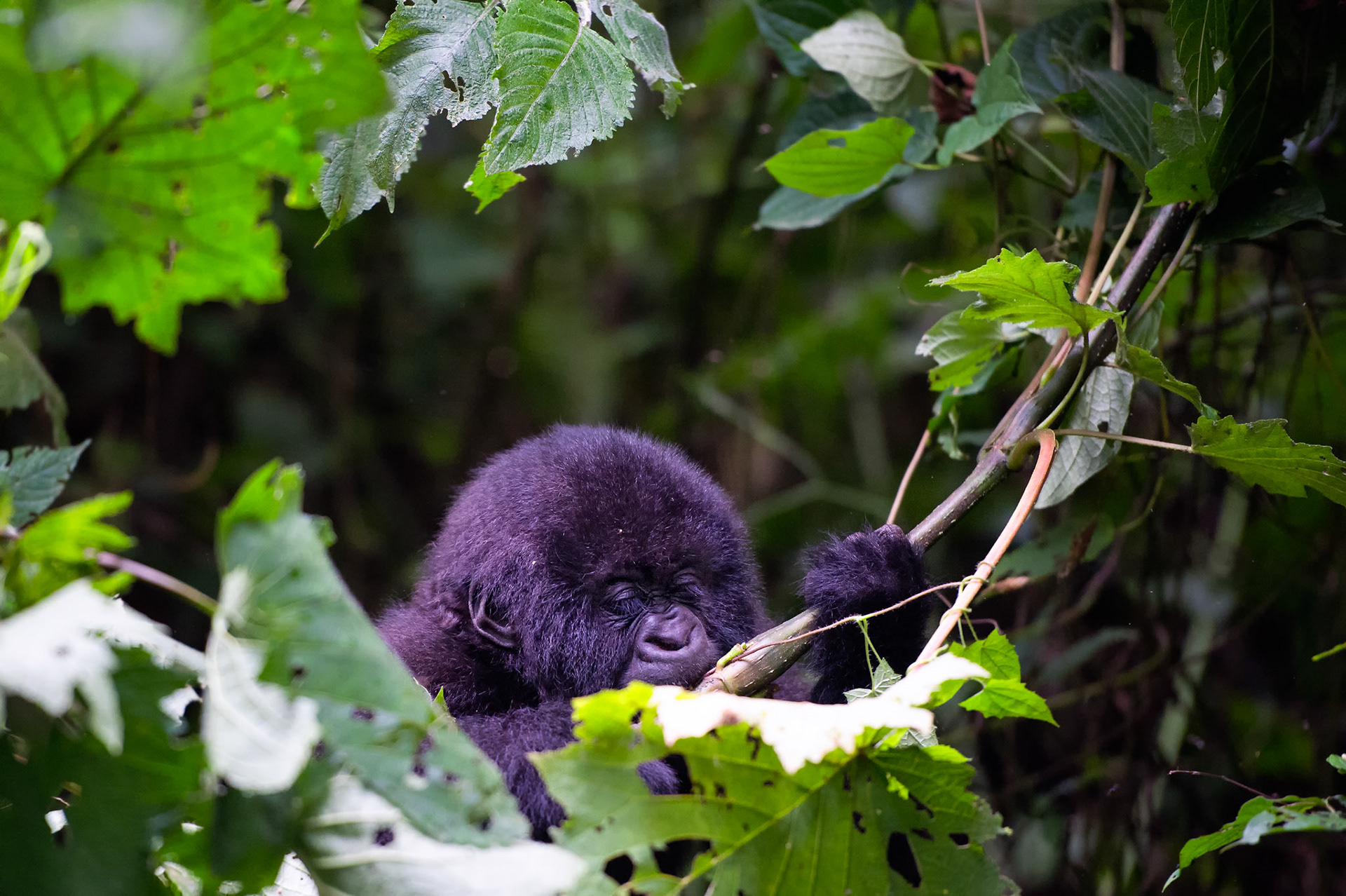 Baby Mountain Gorilla 1 - Nord-Kivu, Democratic Republic of Congo