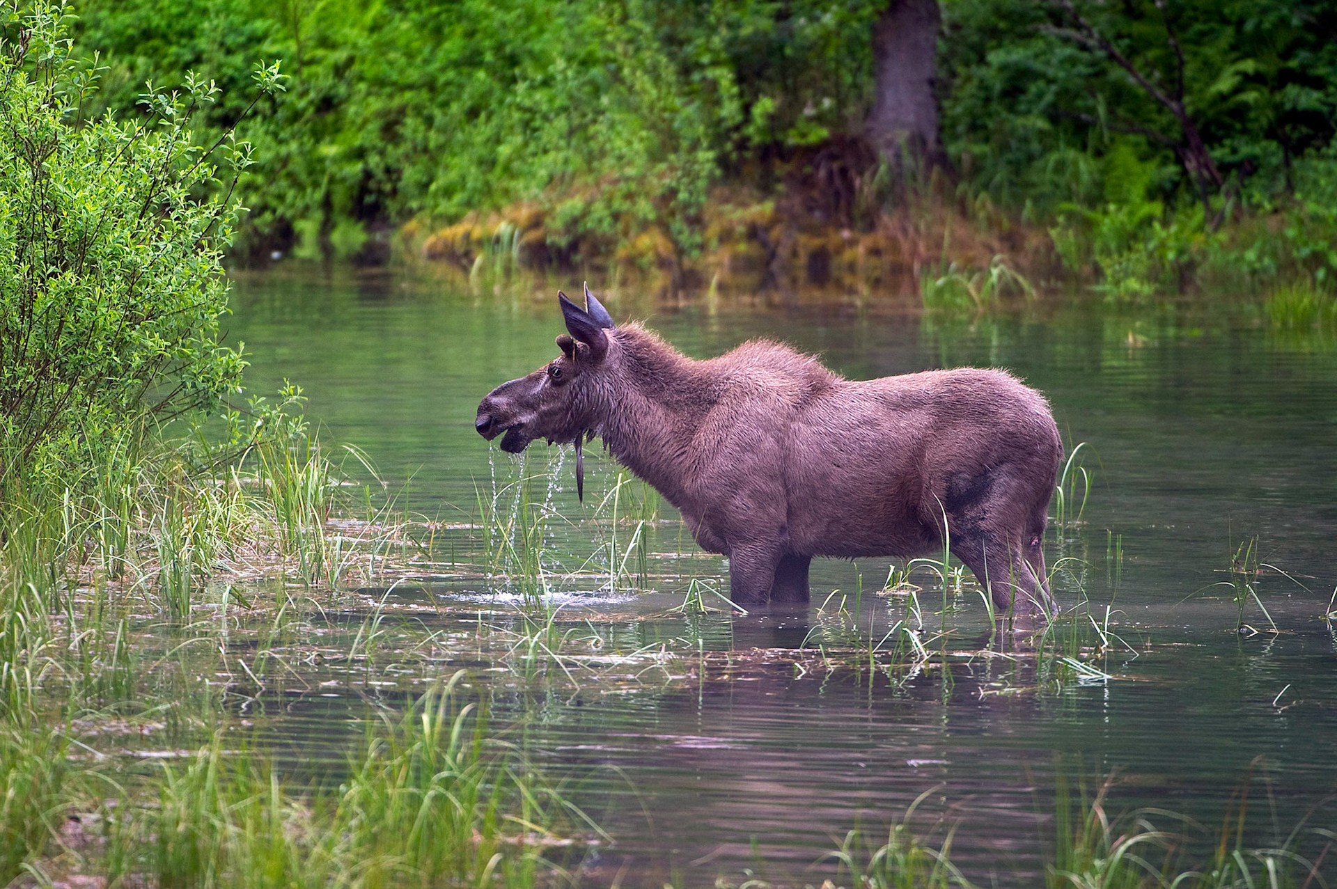 Glacier Moose 3 - Glacier National Park, Montana