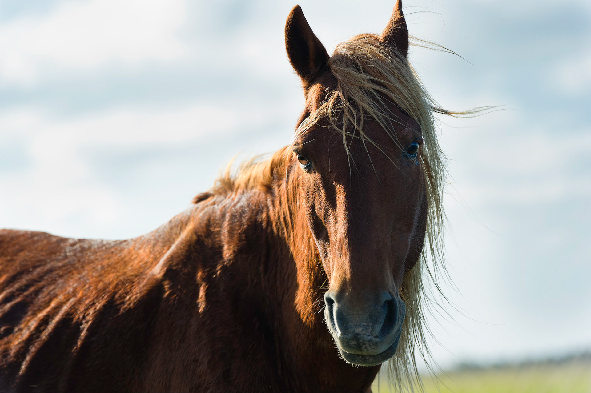 Wild Horses of Shackleford Banks - Shackleford Banks, North Carolina