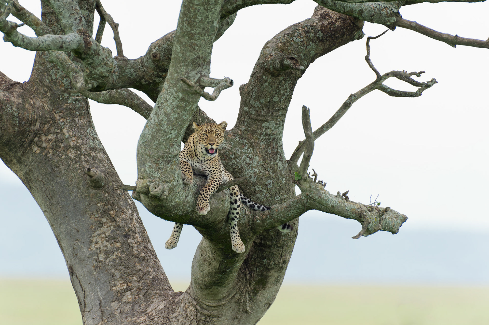 Leopard in Tree - Serengeti National Park, Tanzania