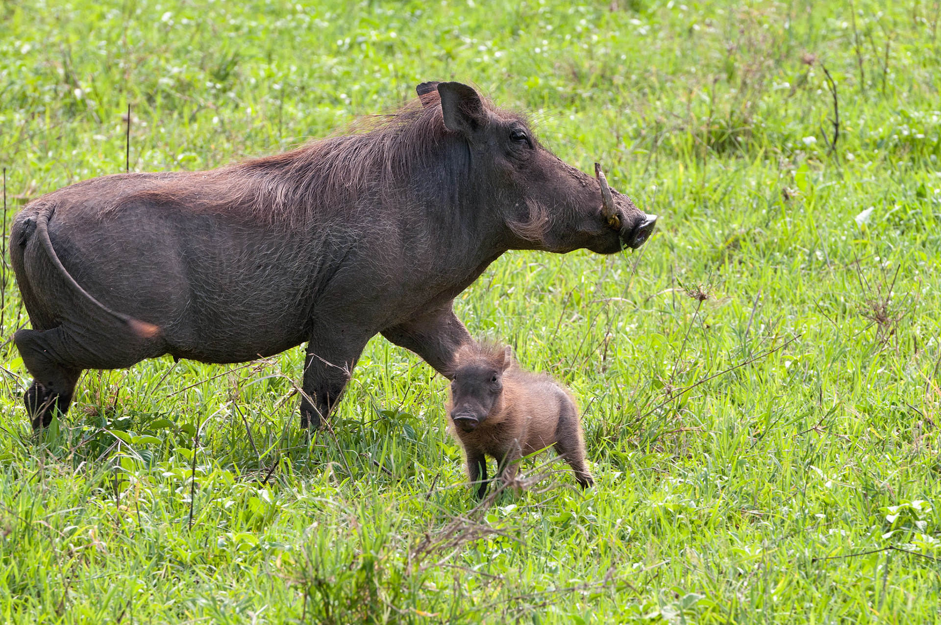 Warthog and Baby - Ngorongoro Crater National Park, Tanzania