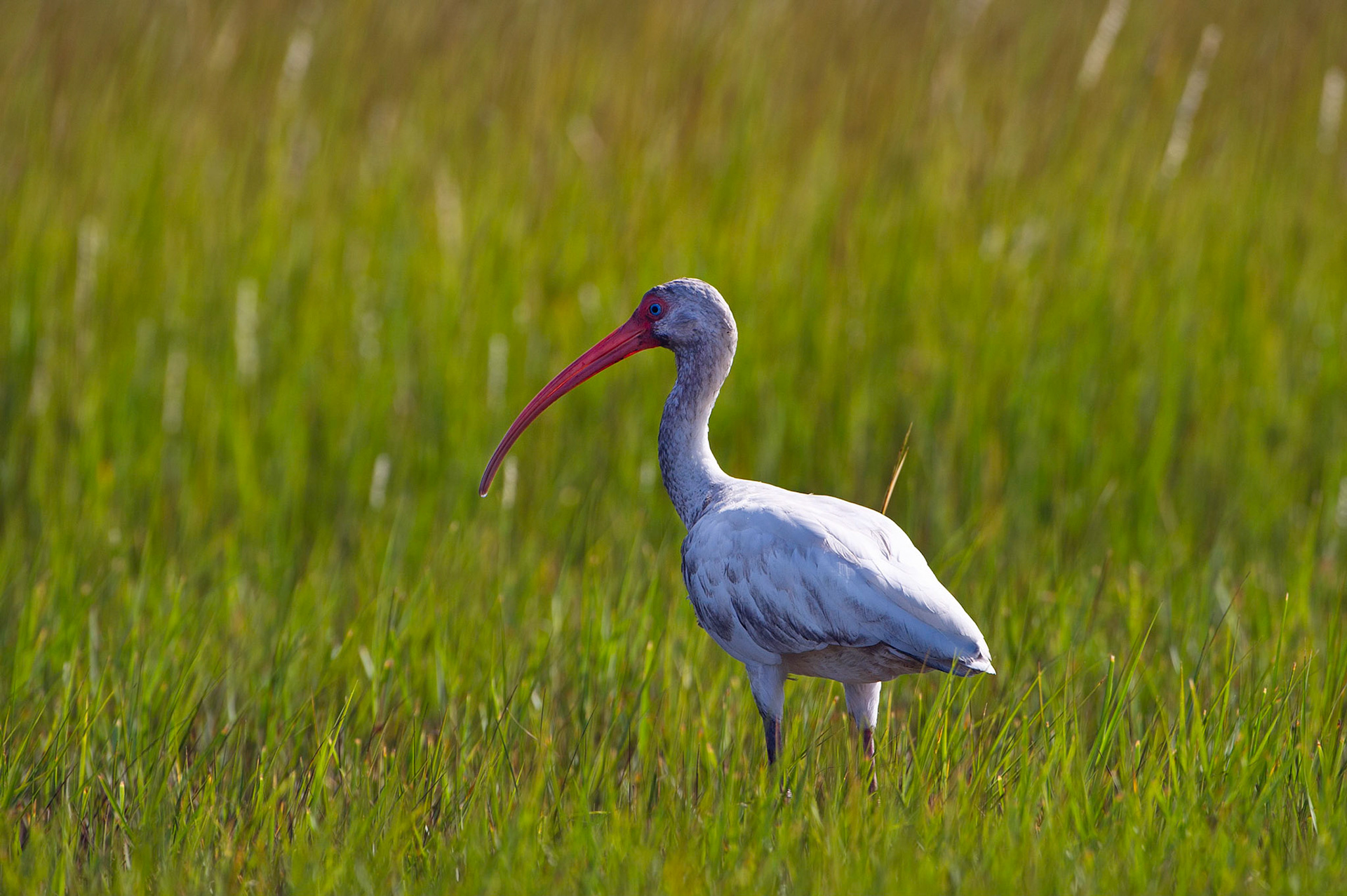 American White Ibis - Shackleford Banks, North Carolina