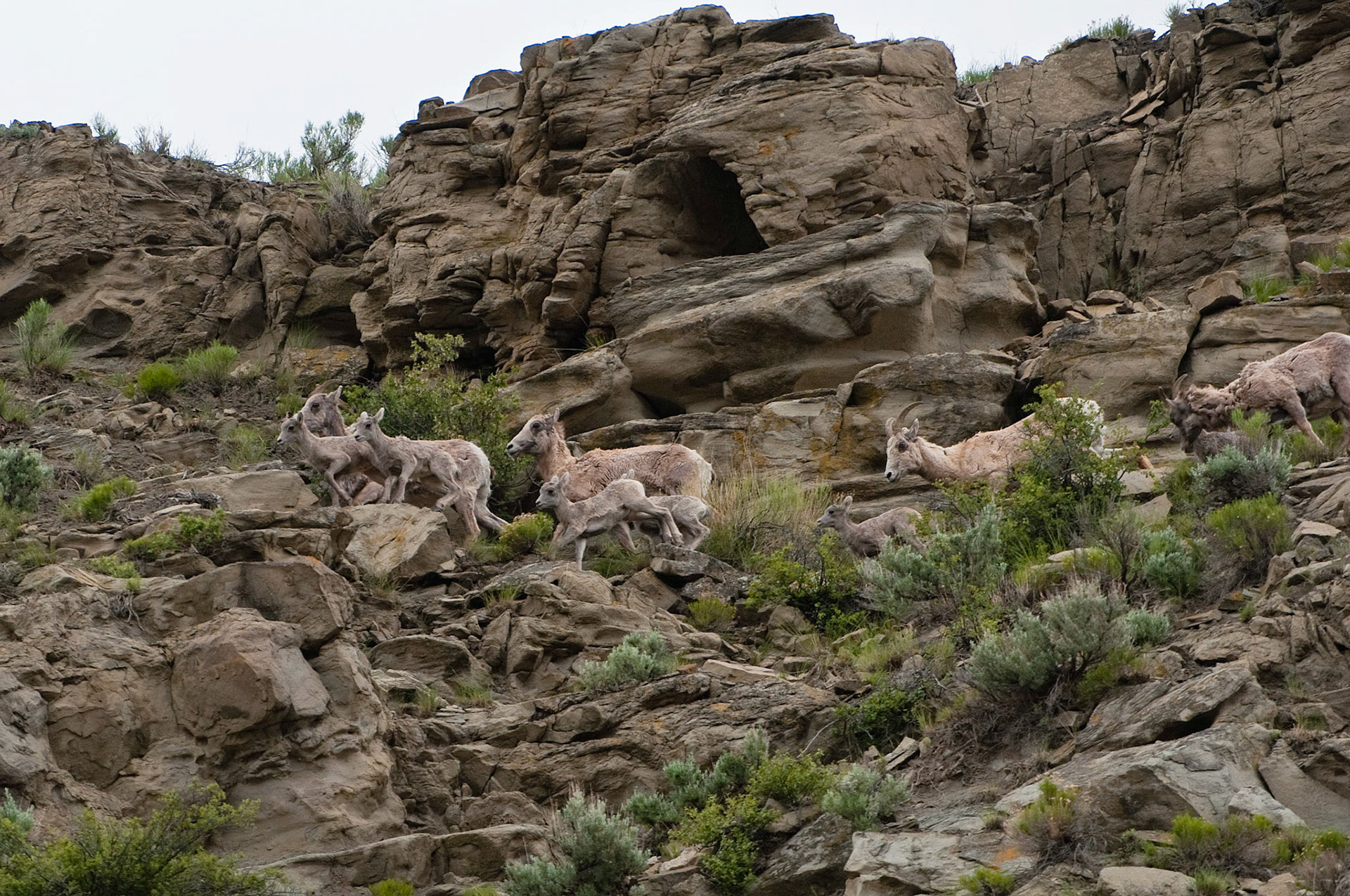 Big Horn Ewe and Kids - Yellowstone National Park, Wyoming