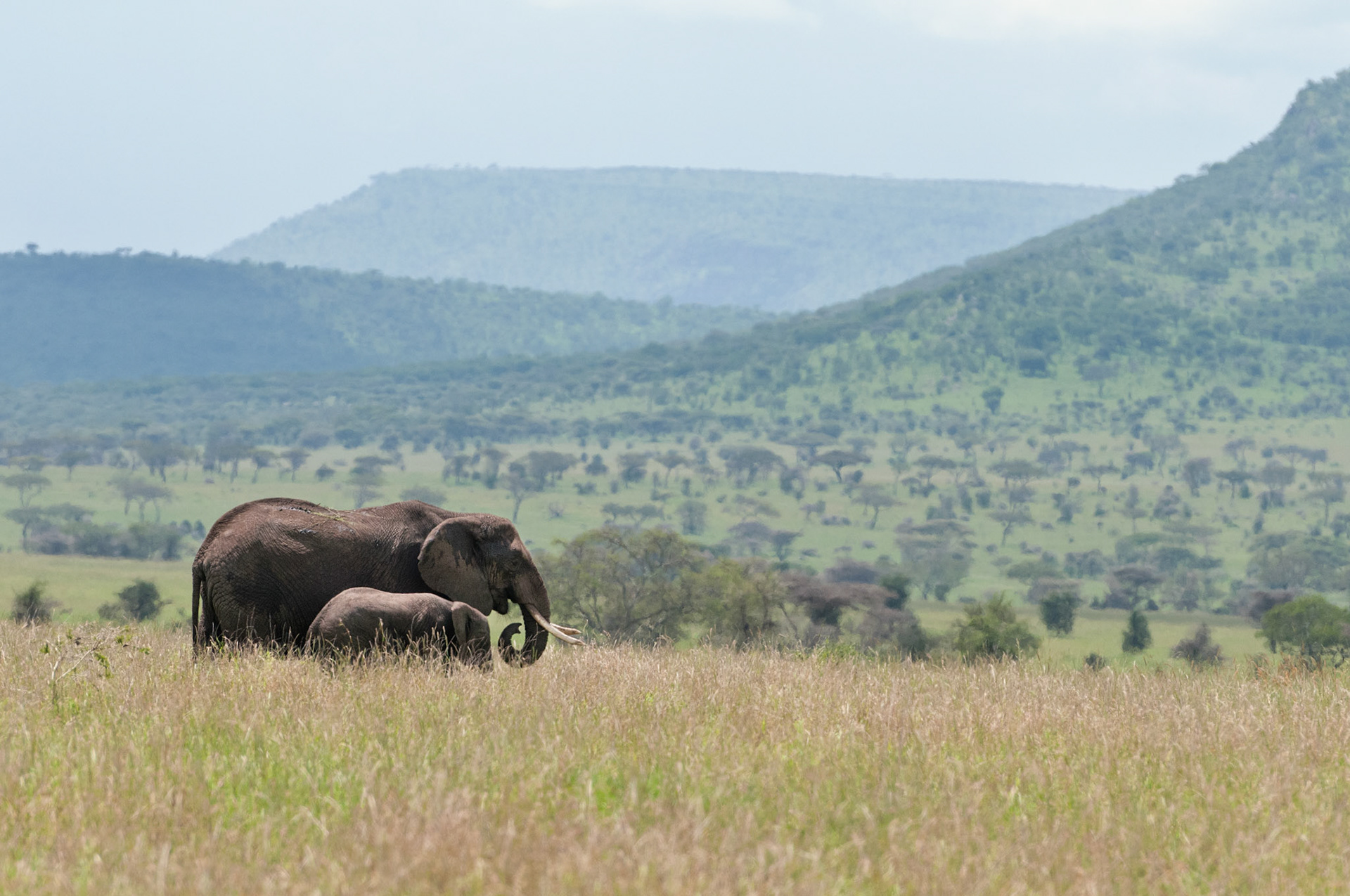 Elephant and Child - Serengeti National Park, Tanzania