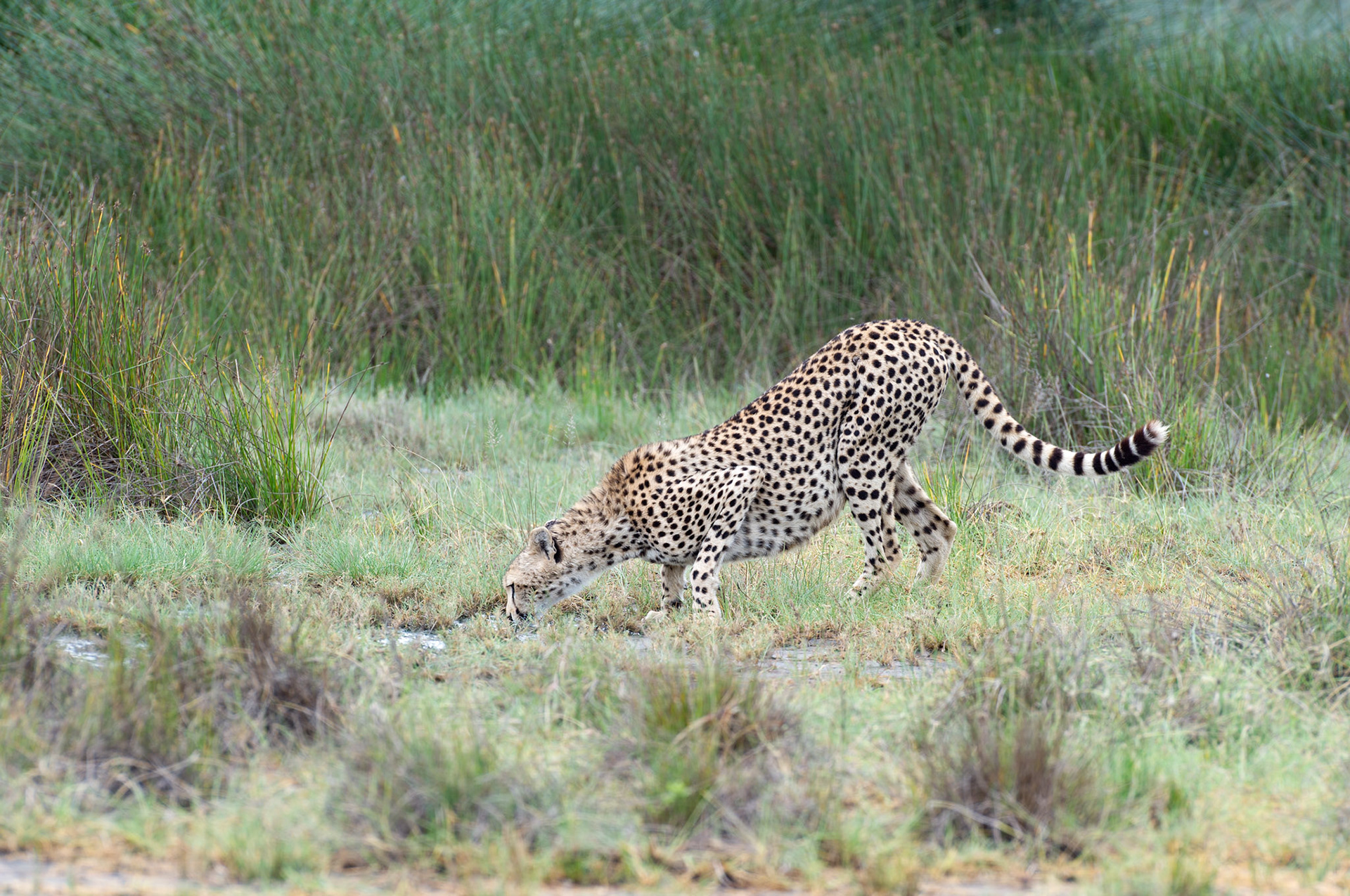 Cheetah Drinking - Serengeti National Park, Tanzania