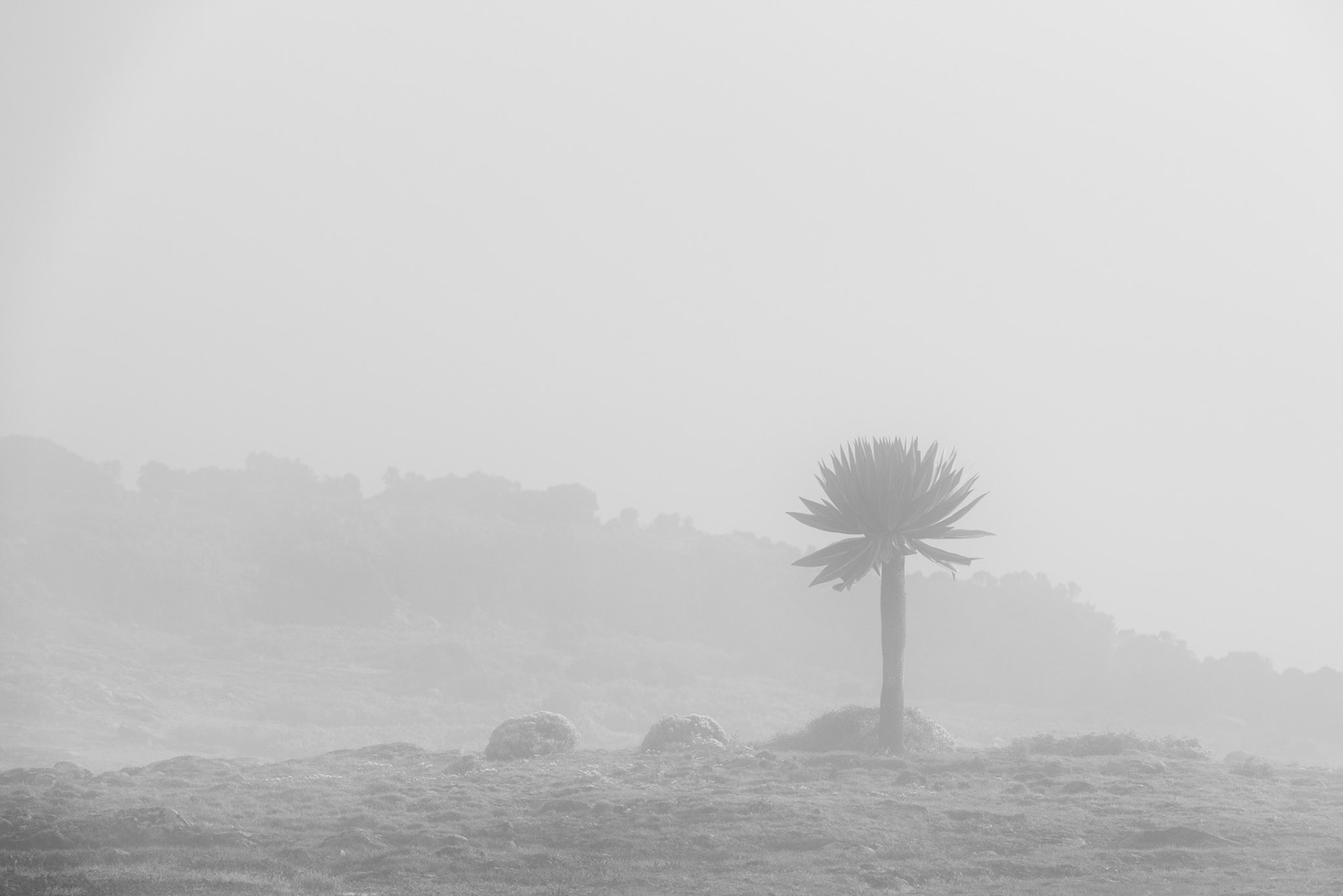 Giant Lobelia - Sanetti Plateau, Bale Mountain National Park, Ethiopia