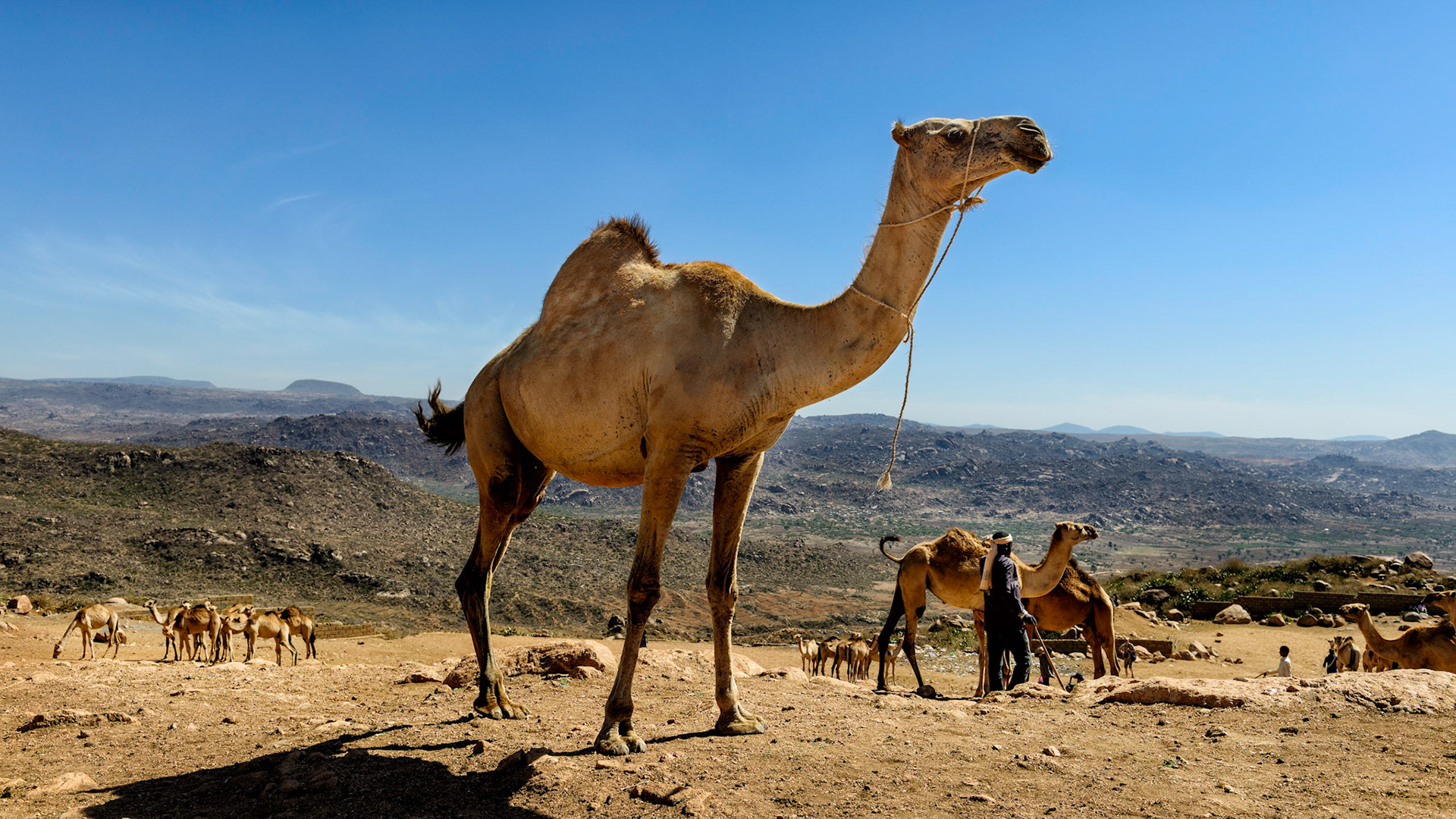 Camel Market - Babile, Ethiopia