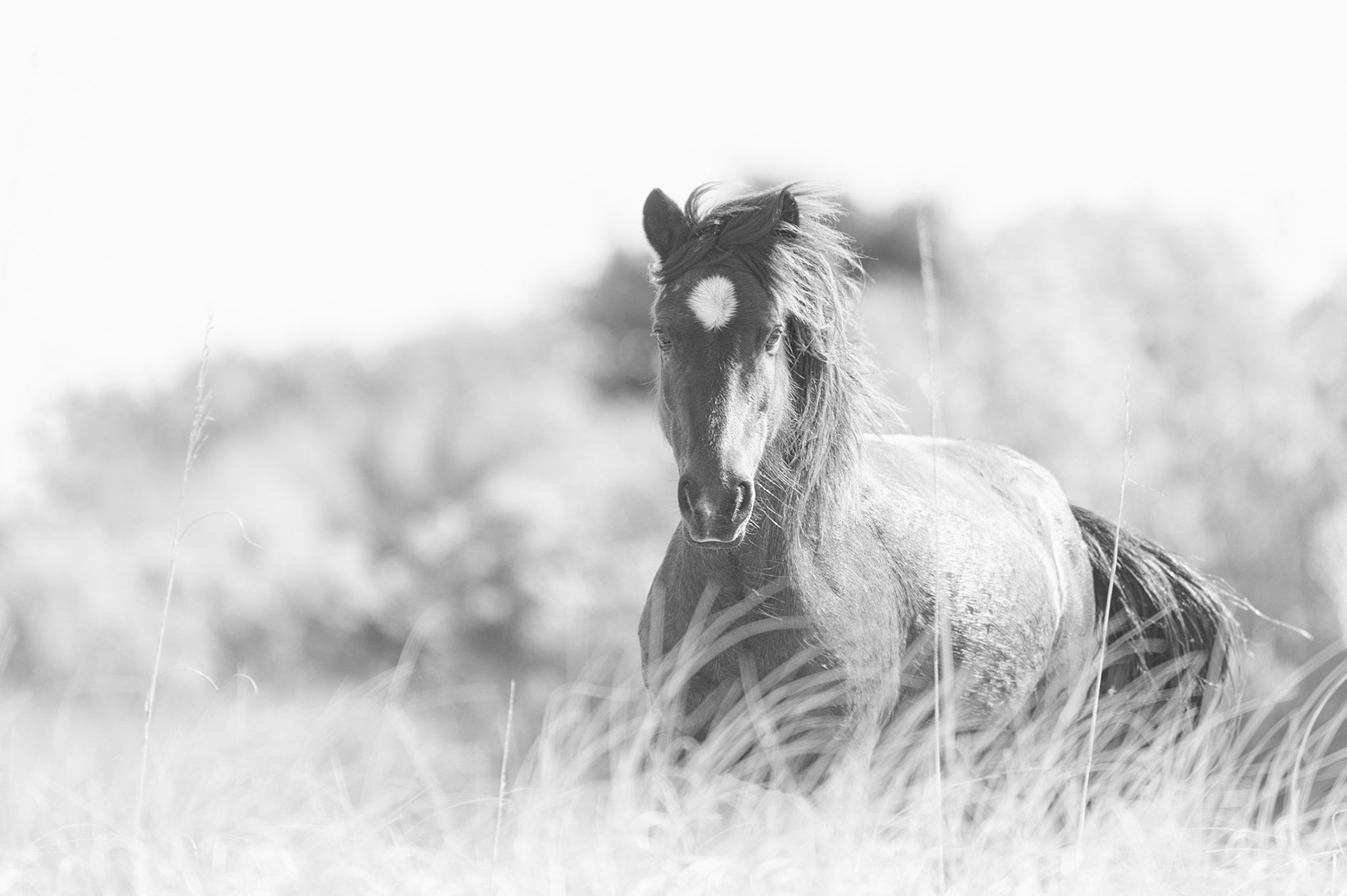 Observing - Shackleford Island, North Carolina