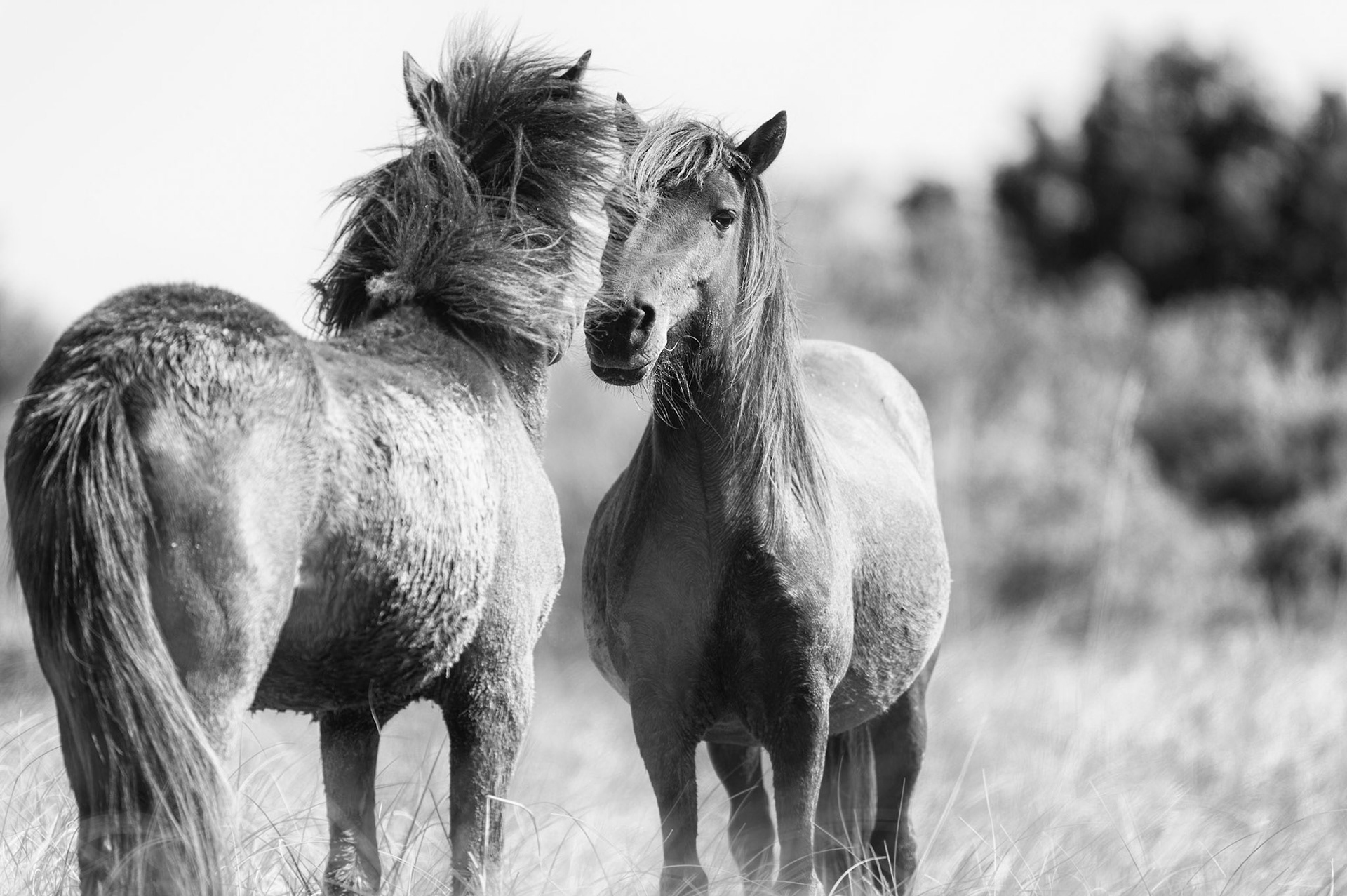 Nose to Nose -Shackleford Island, North Carolina