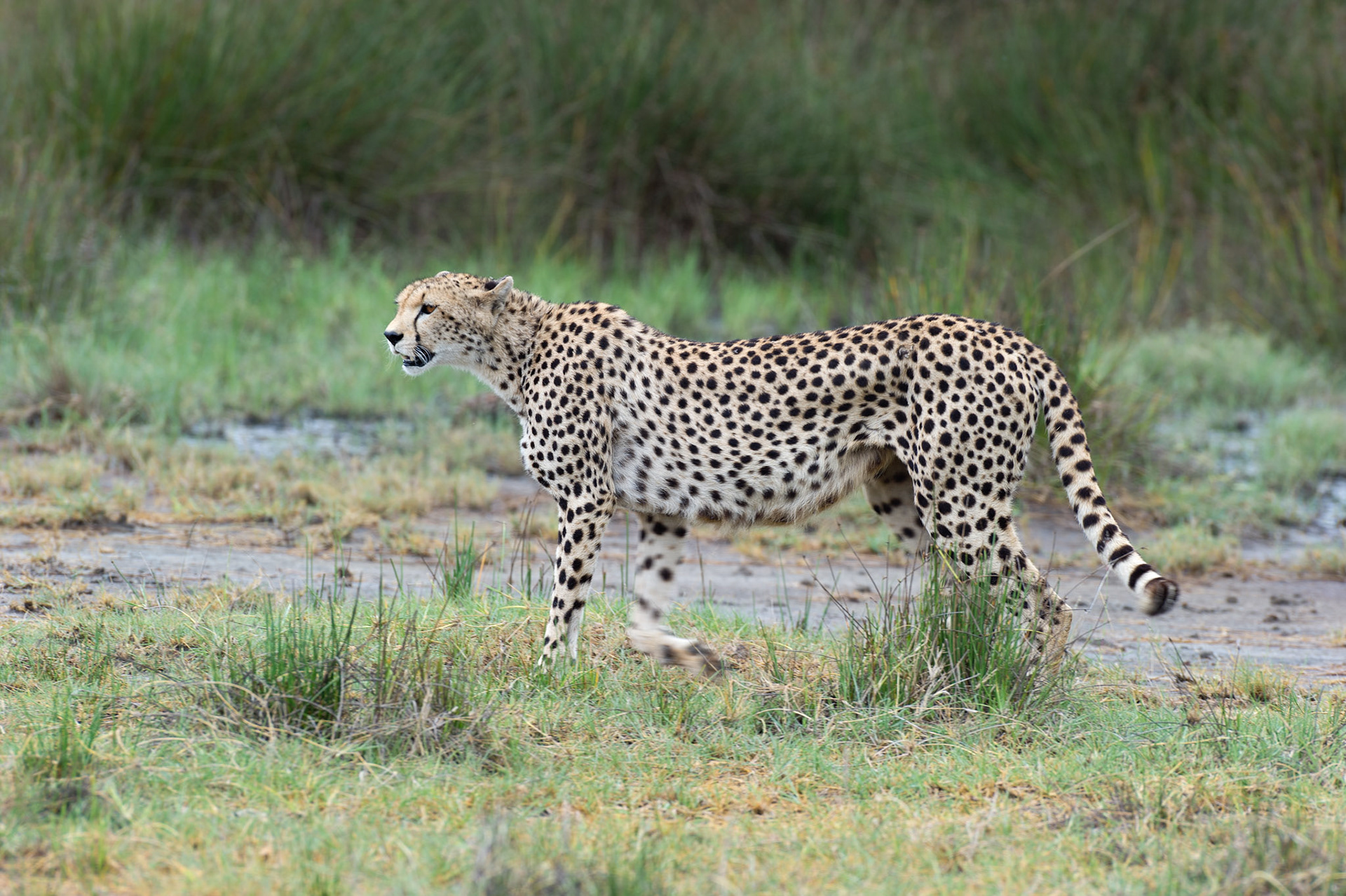 Cheetah on the Prowl - Serengeti National Park, Tanzania