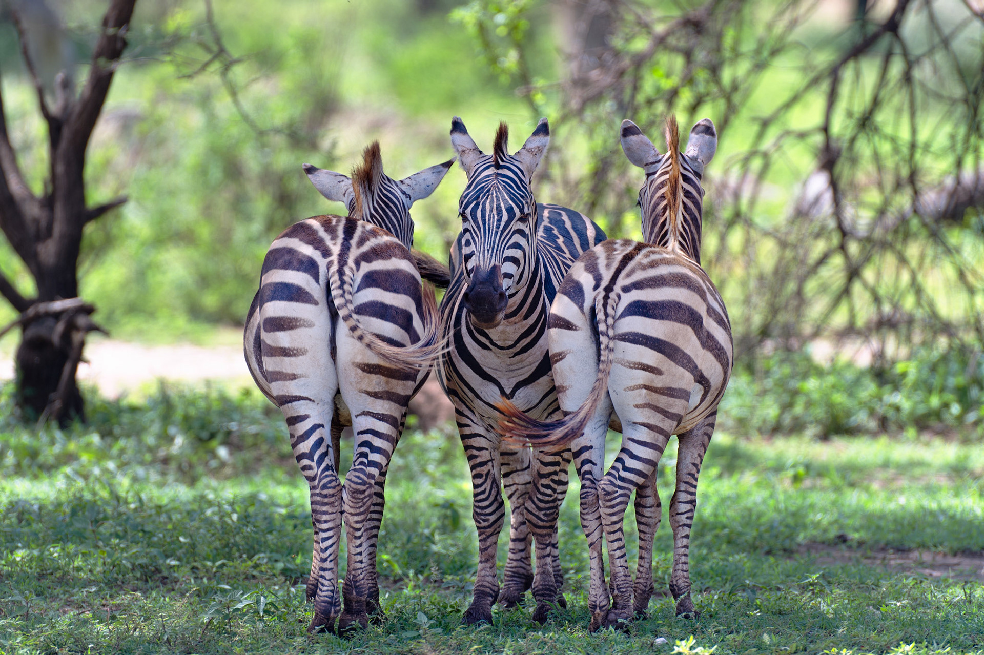 Zebra Security - Lake Manyara National Park, Tanzania