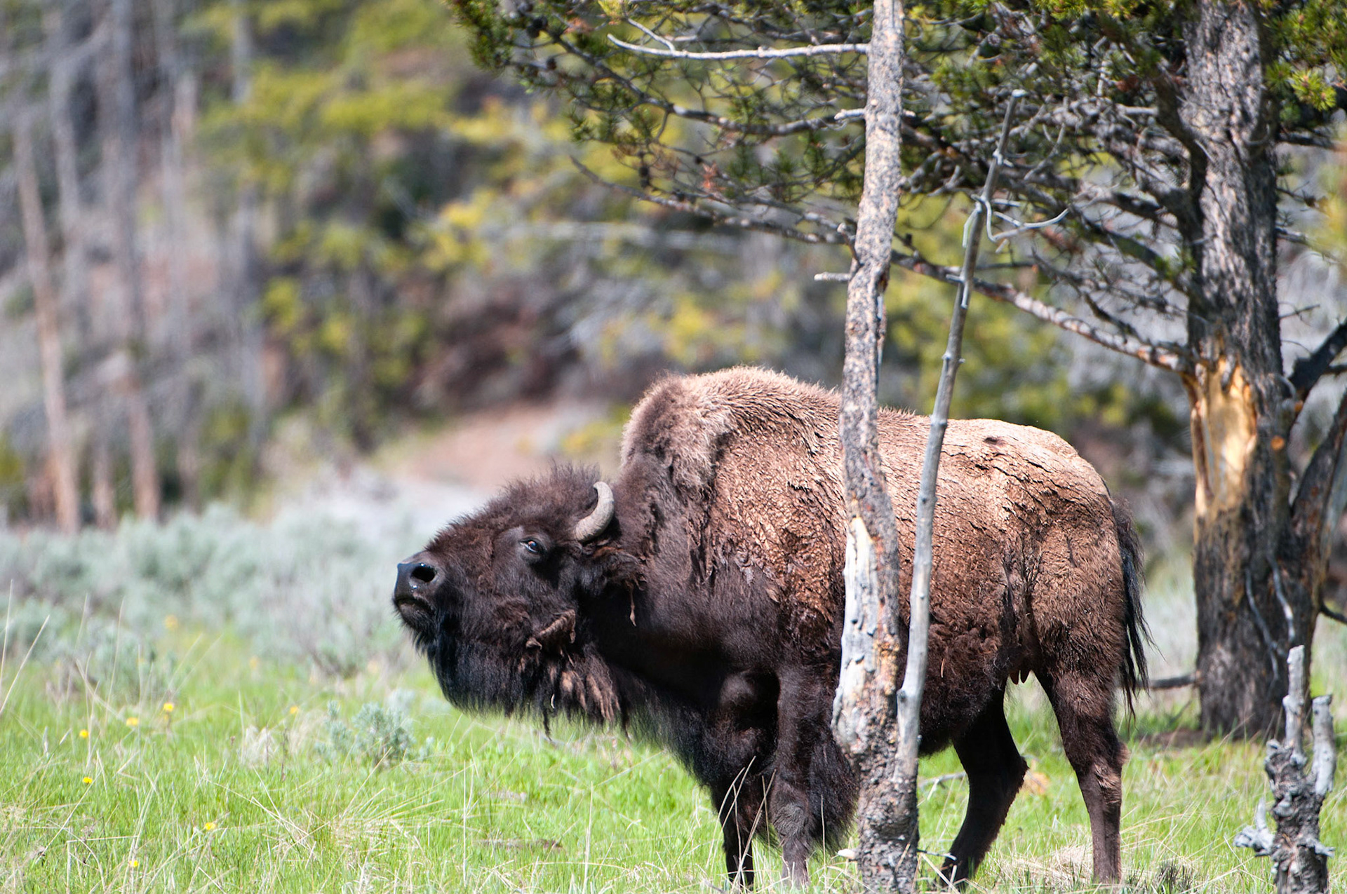 Hayden Valley Bison - Yellowstone National Park, Wyoming