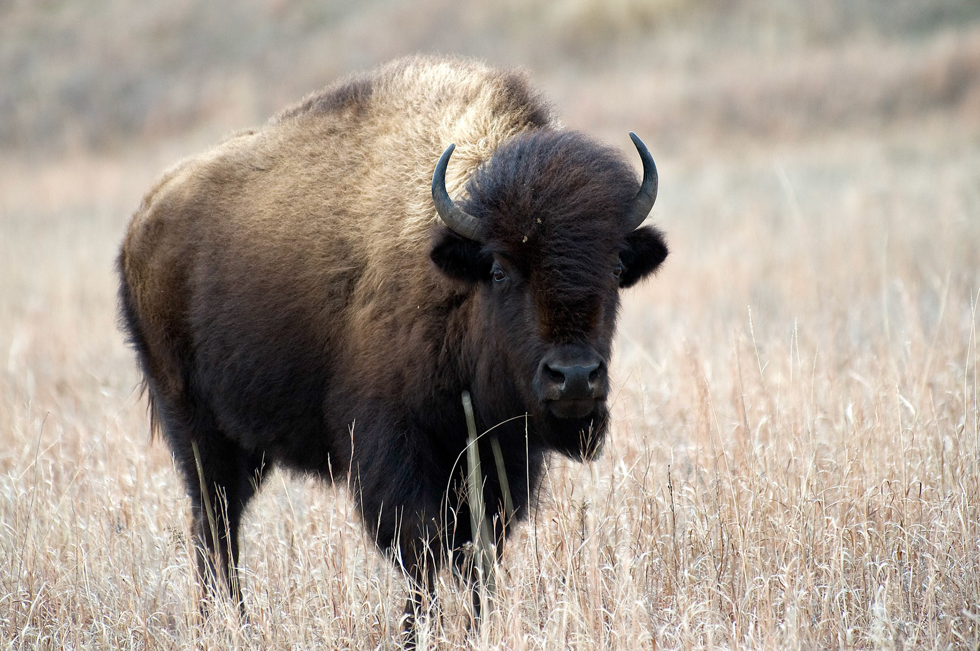 Bison on the Plains - McPherson, Kansas