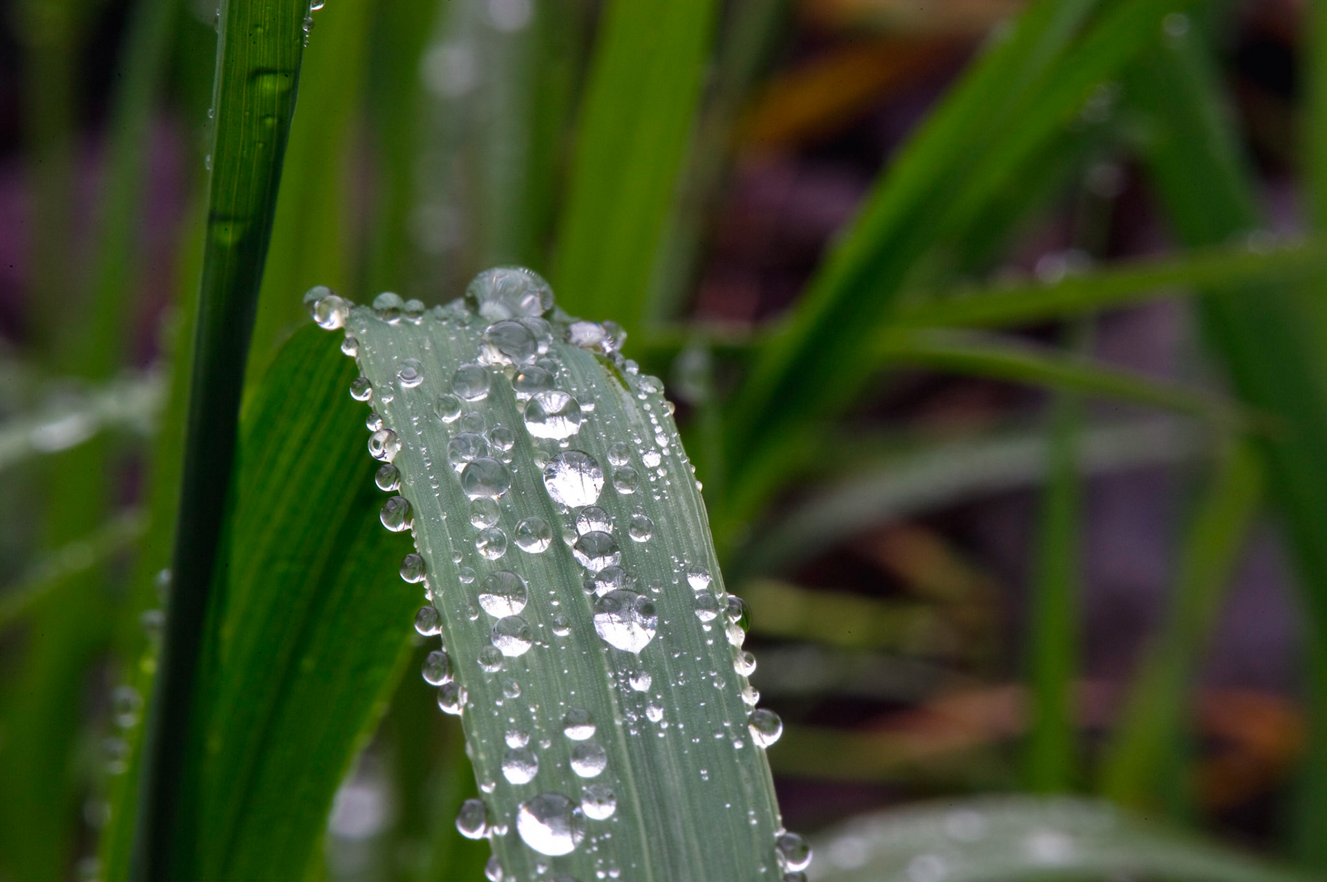 Morning Dew - Glacier National Park, Montana