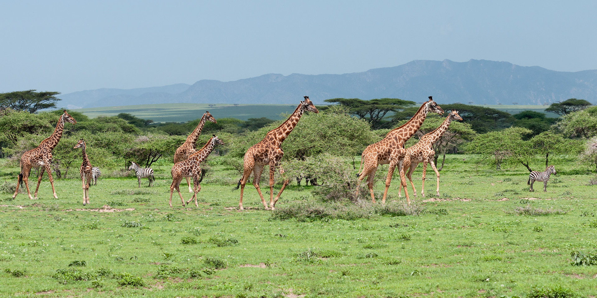 Giraffe Herd - Serengeti National Park, Tanzania