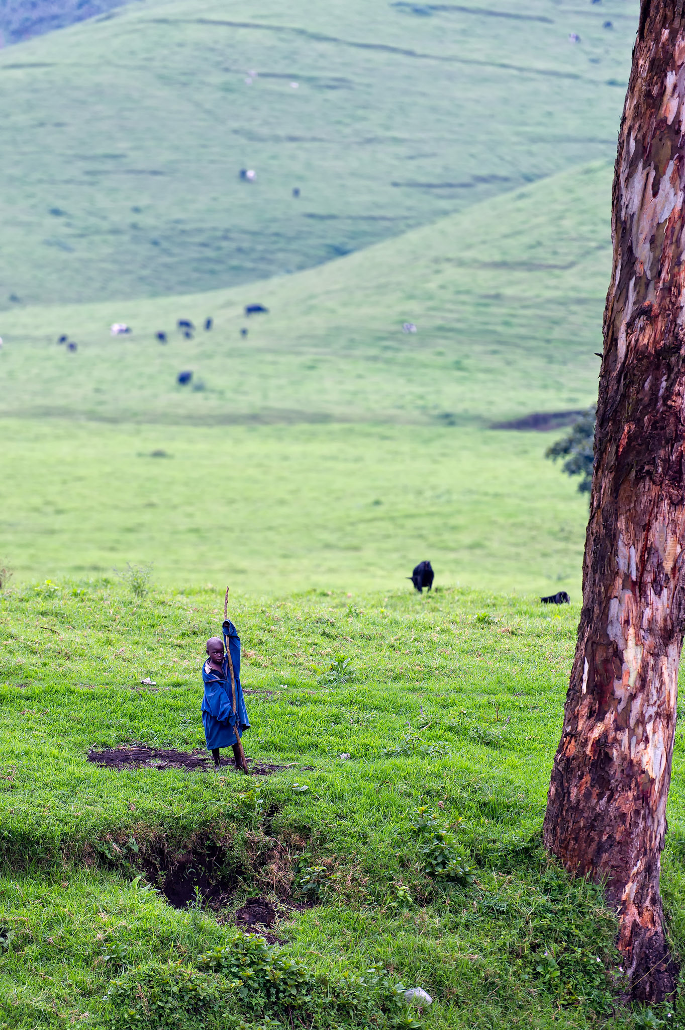 Kivu Sheepherder - Nord-Kivu, Democratic Republic of Congo
