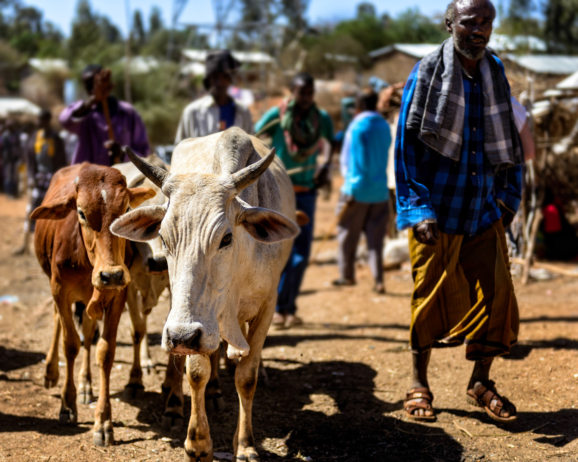 Babile Market - Babile, Ethiopia