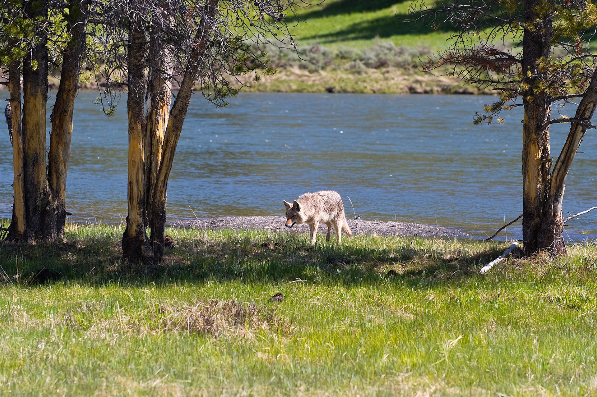 Hayden Valley Coyote - Yellowstone National Park, Wyoming