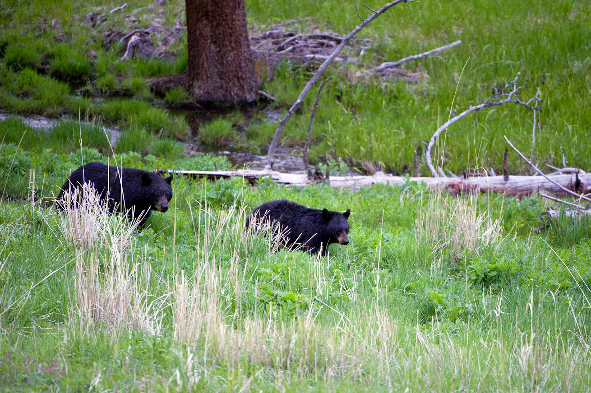 Black Bears on the Trail - Yellowstone National Park, Wyoming