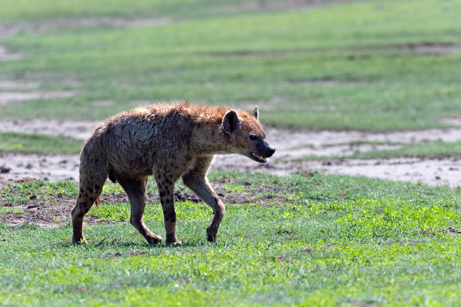 Spotted Hyena - Ngorongoro Crater National Park, Tanzania