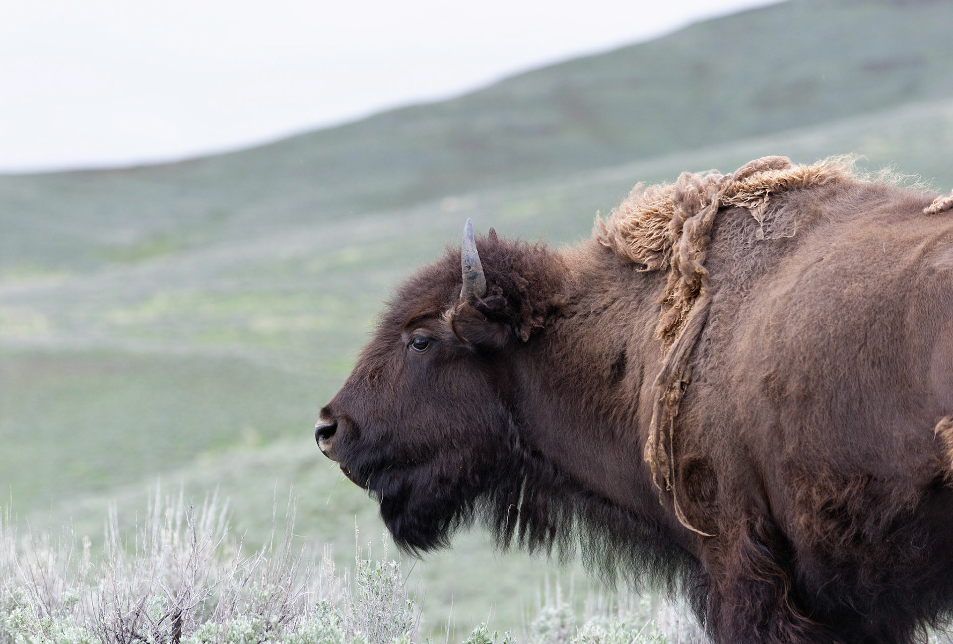 Lone Buffalo - Yellowstone National Park, Wyoming