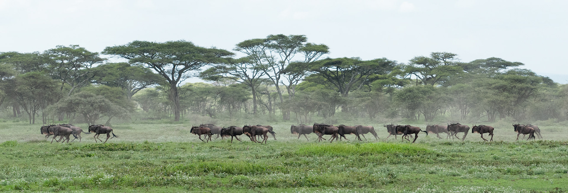 Running Wildebeests - Serengeti National Park, Tanzania
