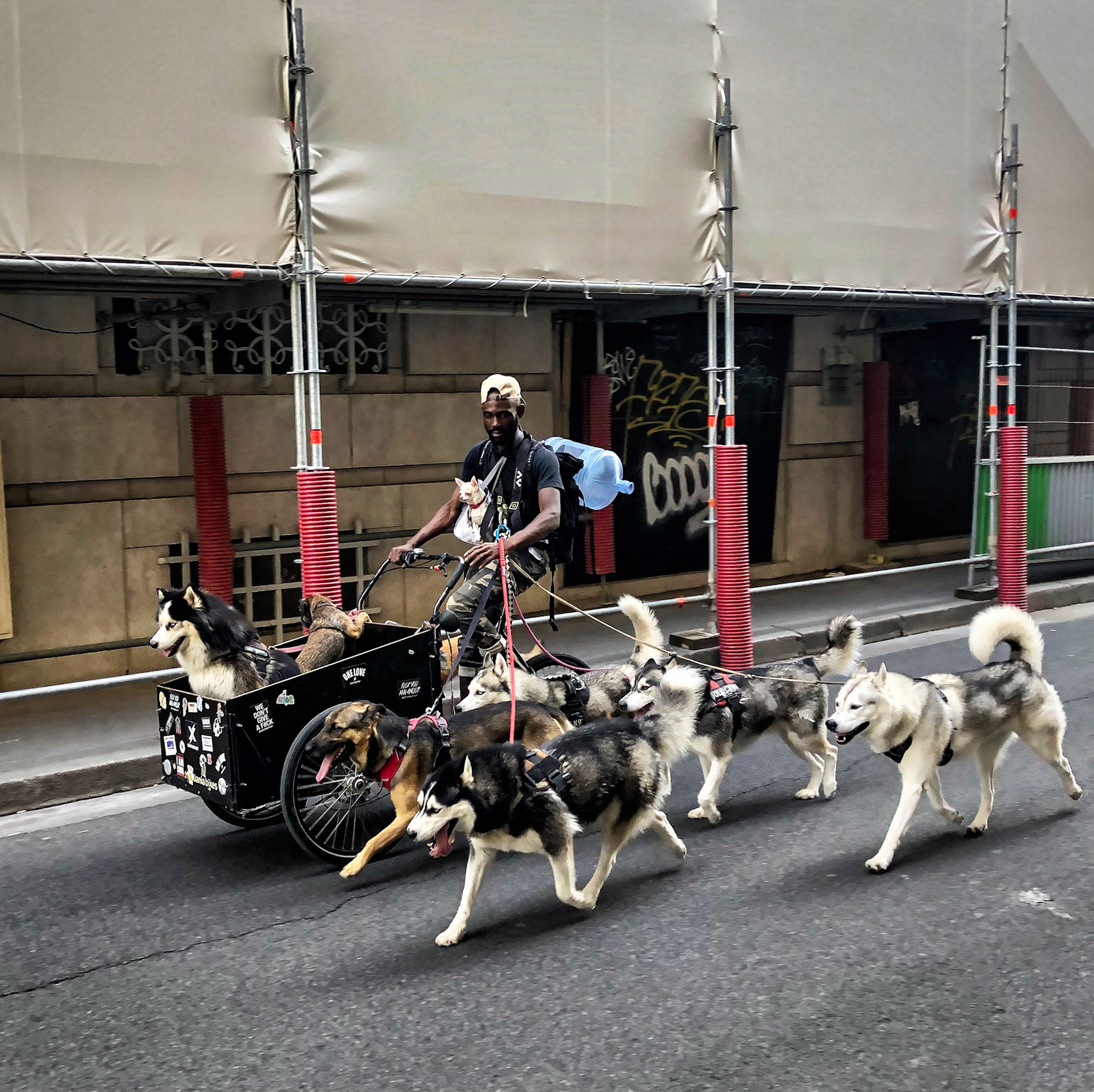 Dog Walker Extraordinaire - Paris, France