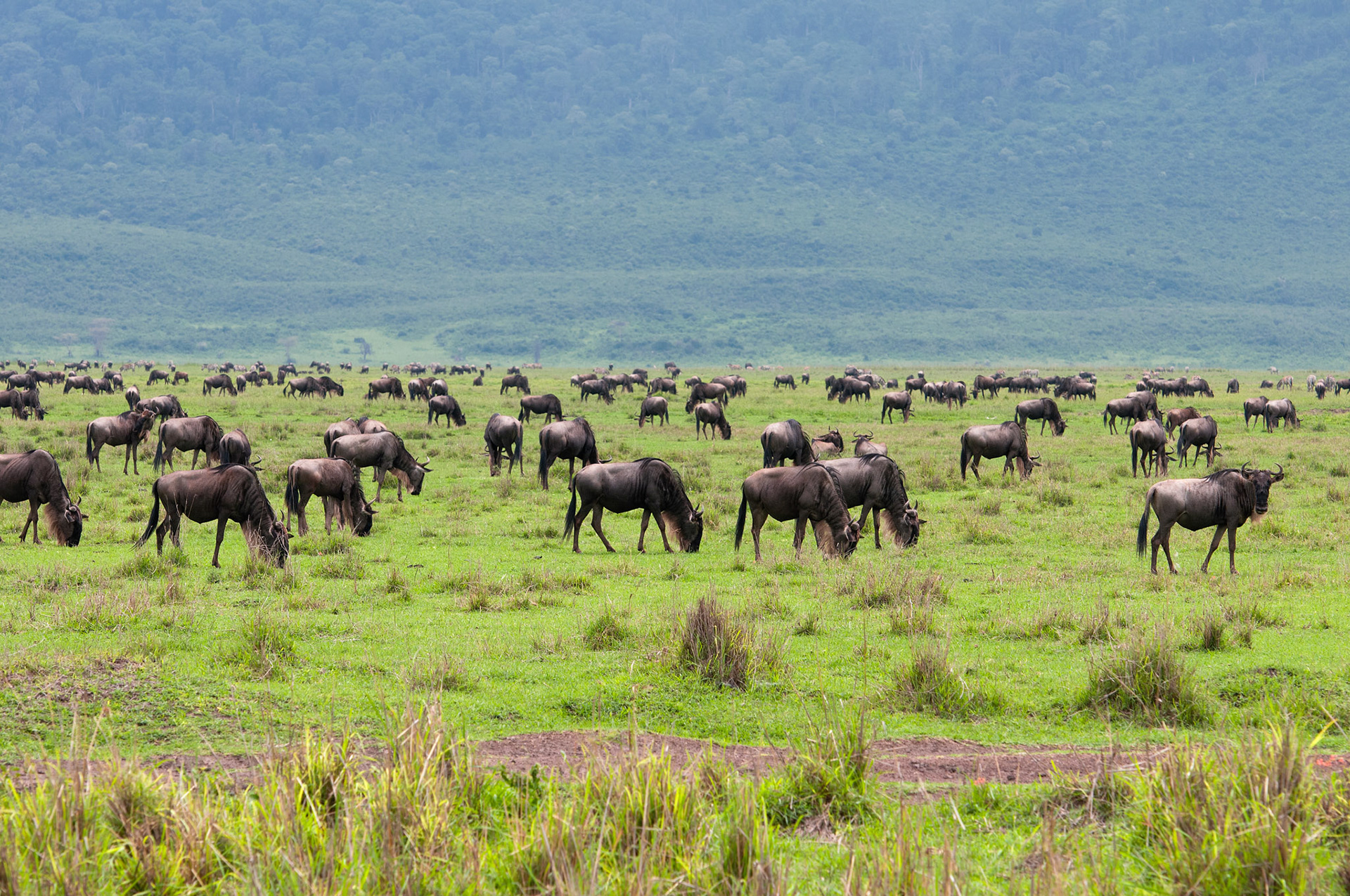 Wildebeest Herd - Ngorongoro Crater National Park, Tanzania