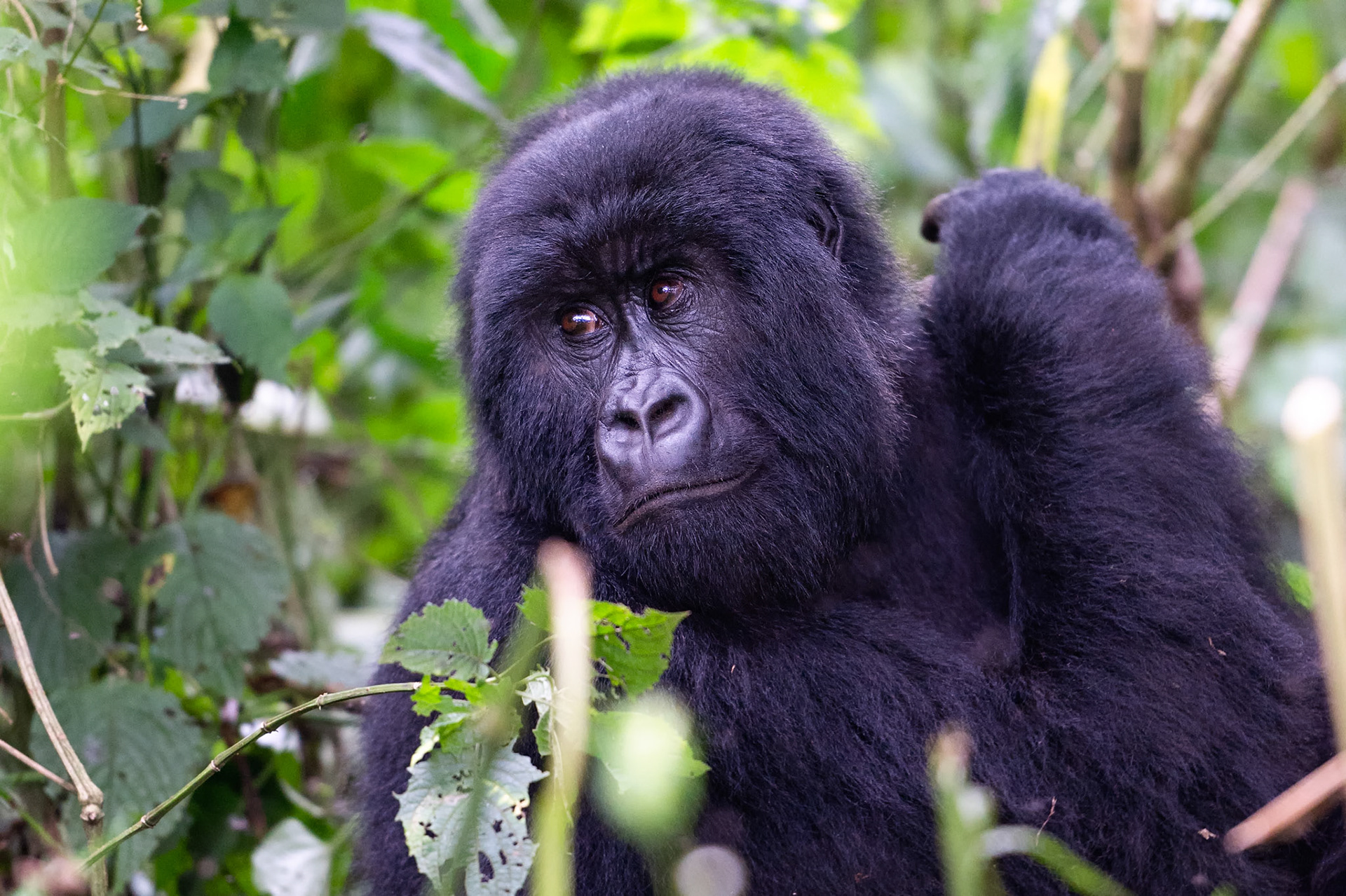 Mountain Gorilla 2 - Nord-Kivu, Democratic Republic of Congo