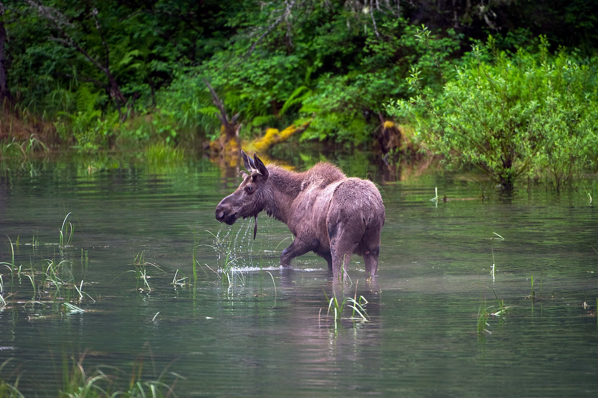 Glacier Moose 2 - Glacier National Park, Montana
